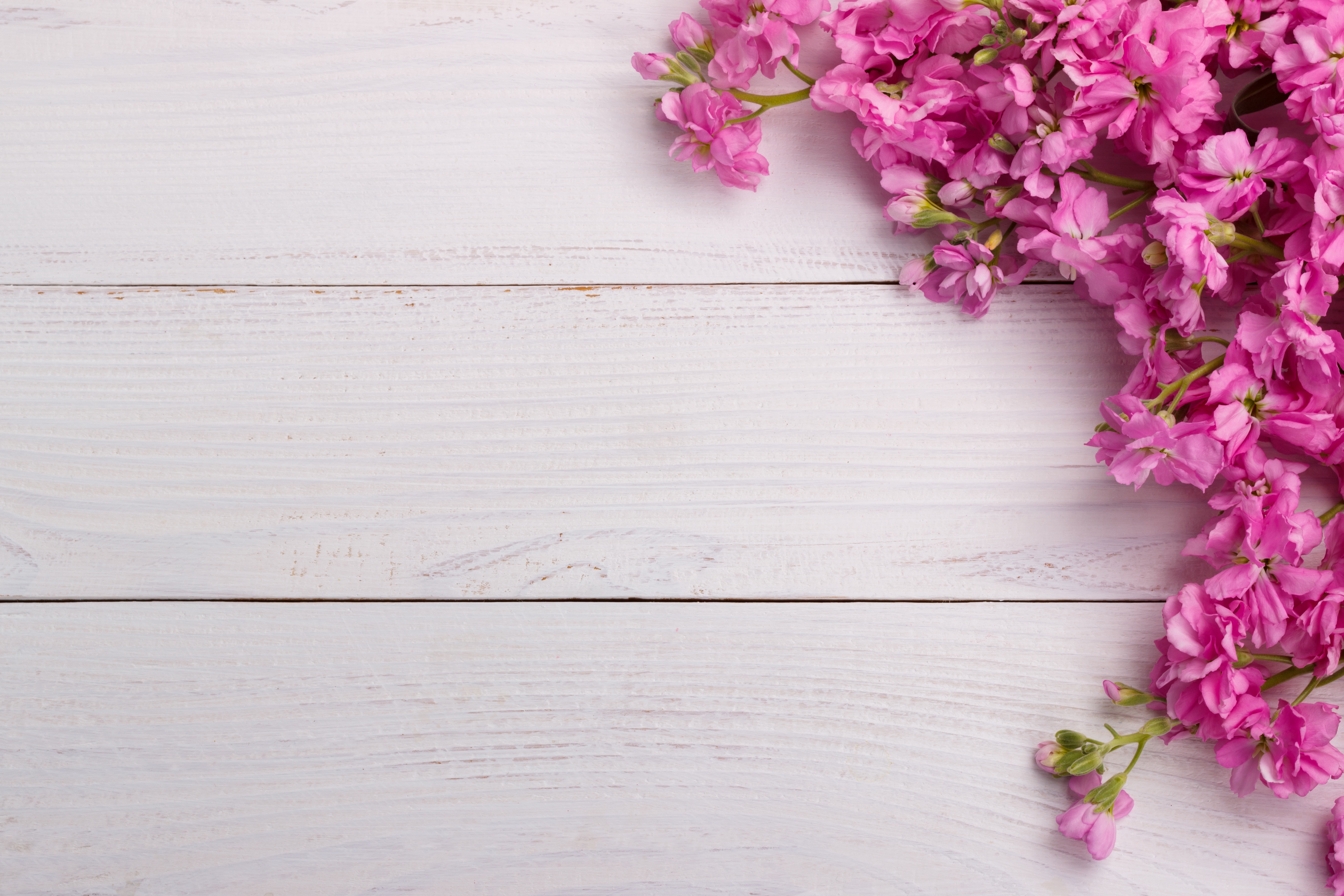Pink flowers on a white wooden surface HD Wallpaper