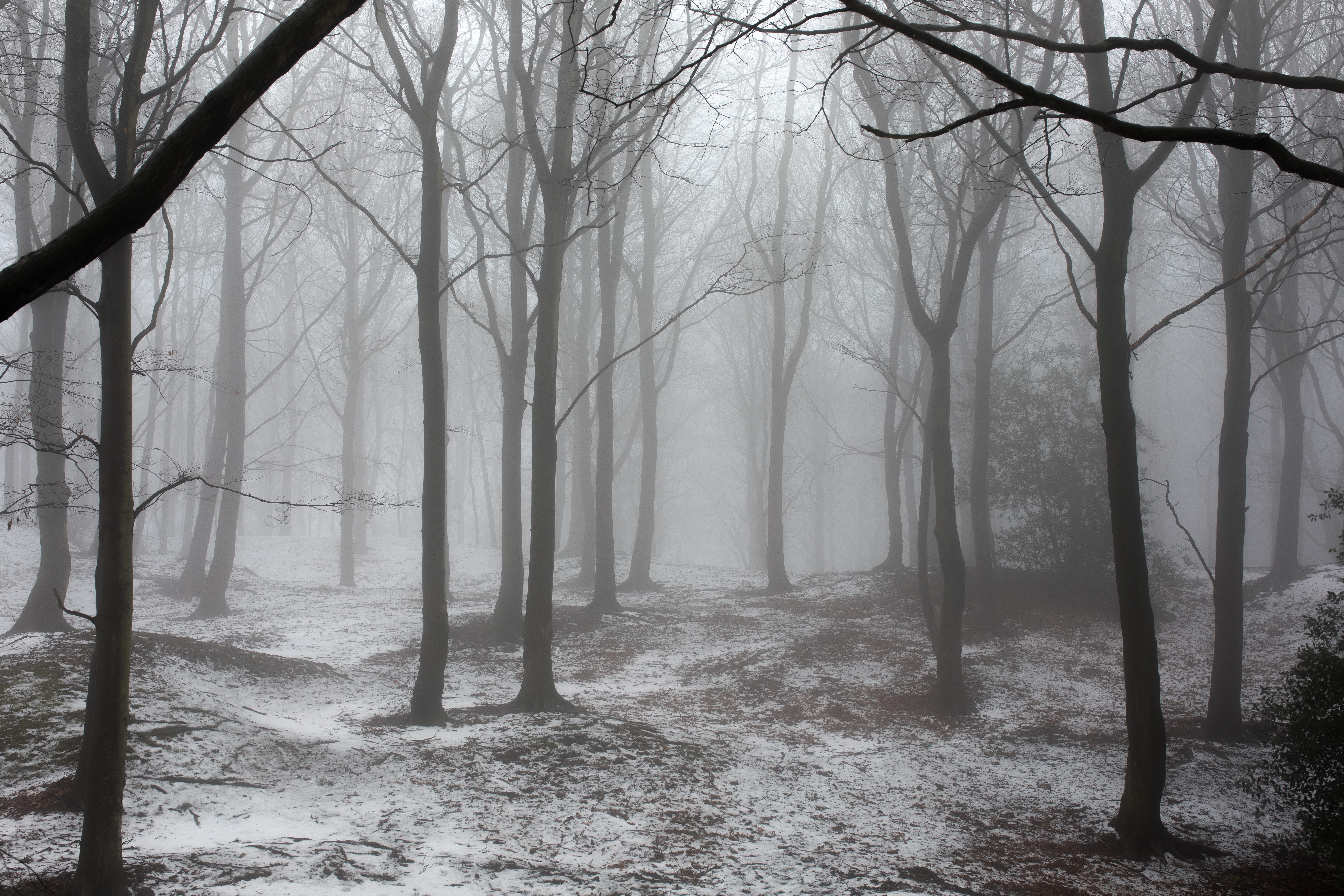 Winter forest with snow and fog HD Wallpaper