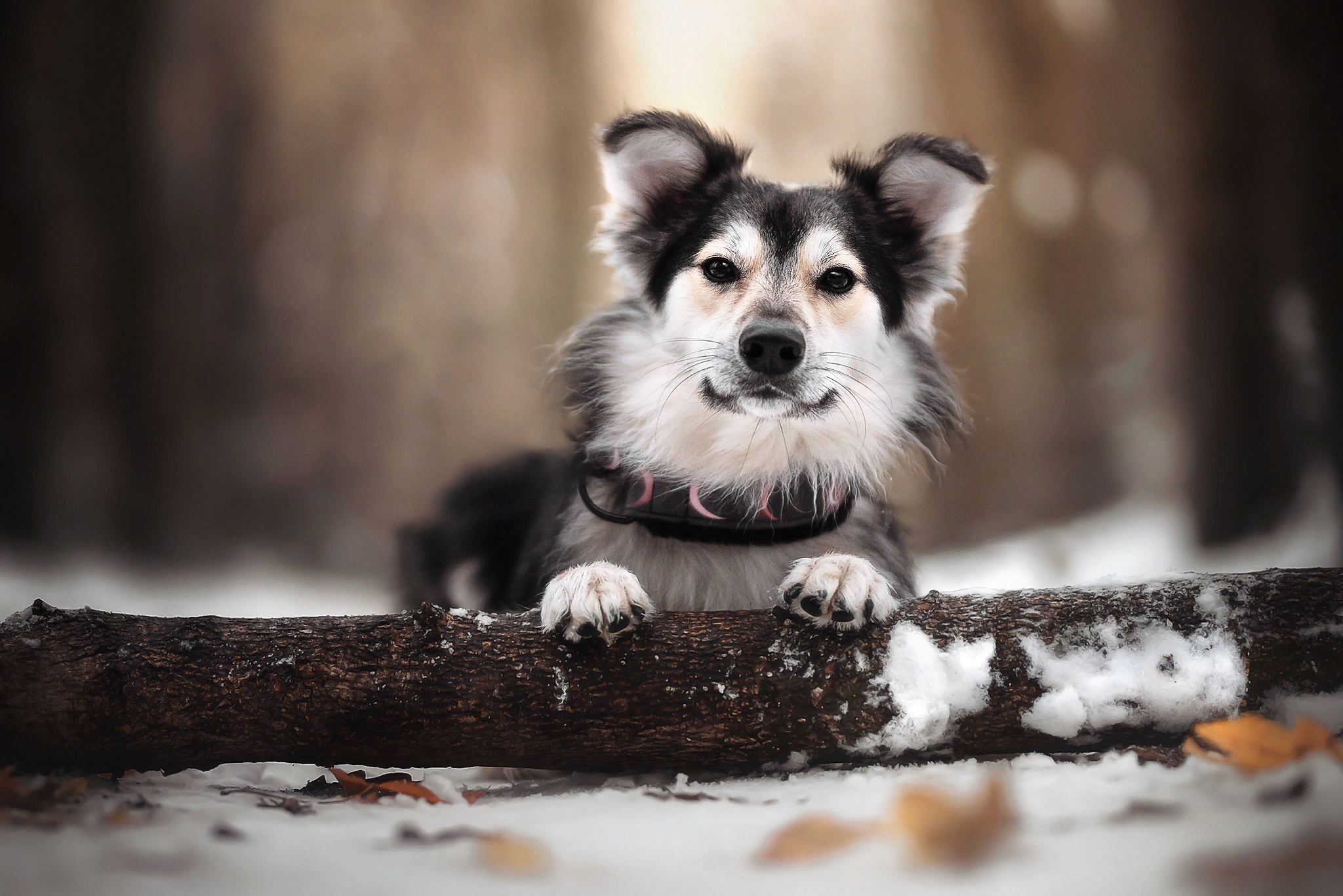 Dog resting on a log in the snow HD Wallpaper