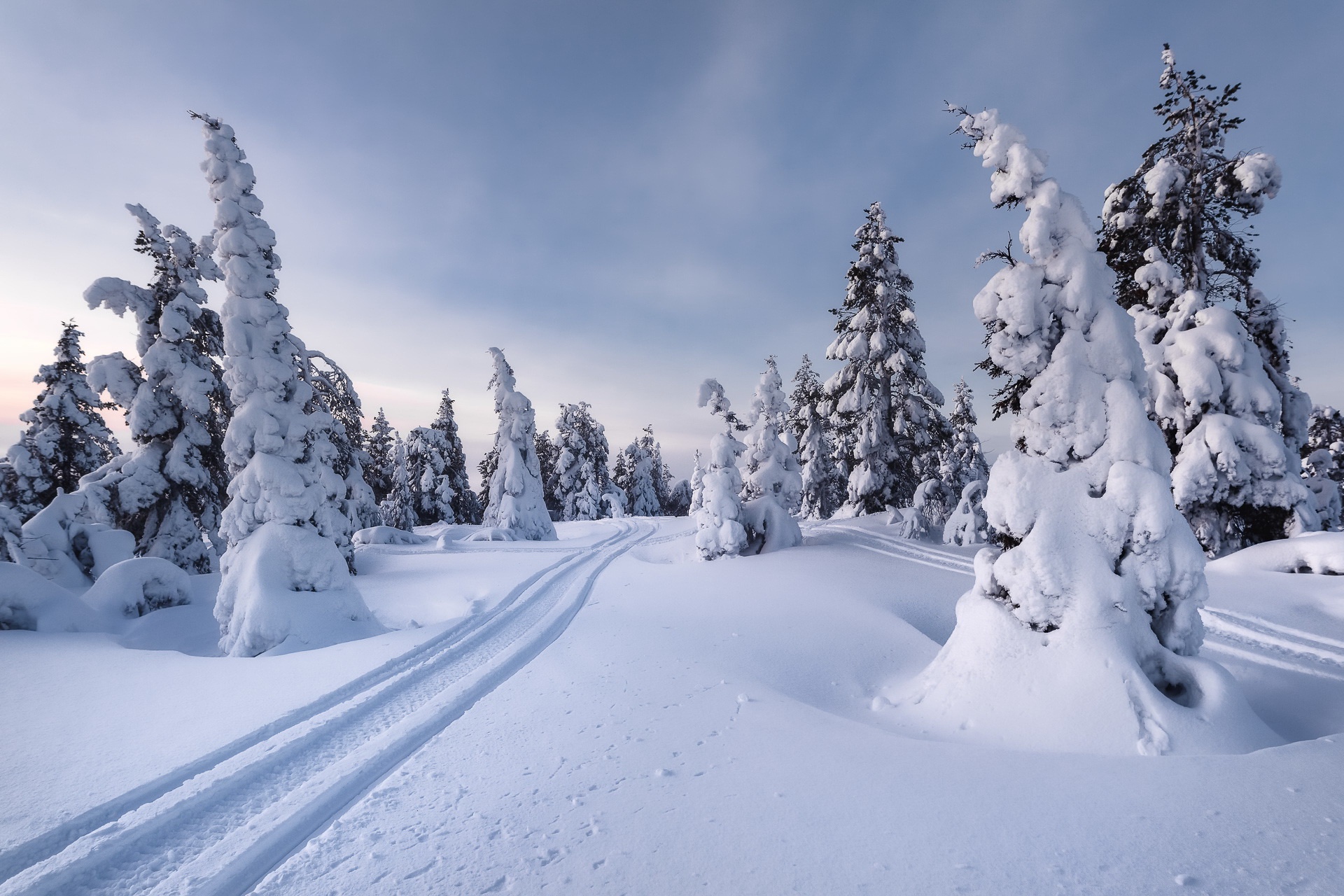 Snow-covered trees and cross-country ski tracks in winter forest HD Wallpaper