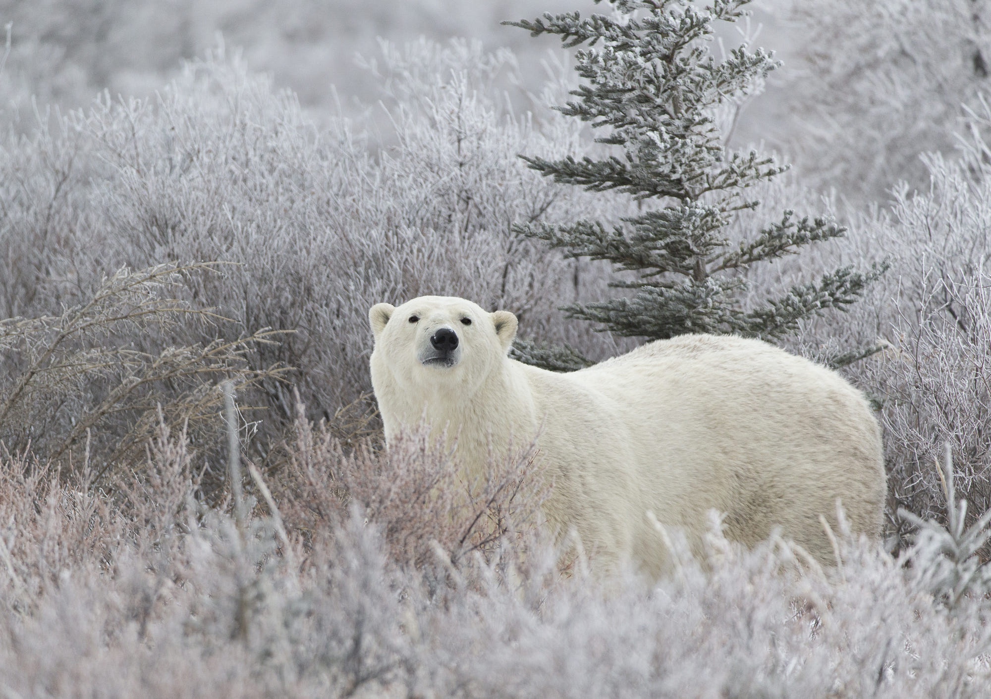 Polar Bear in a Frosty Landscape HD Wallpaper