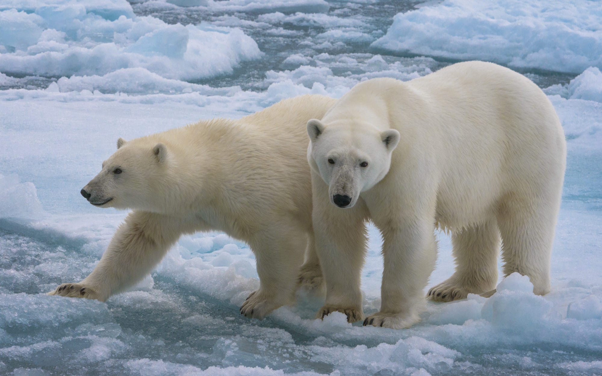 Two polar bears on ice floes HD Wallpaper