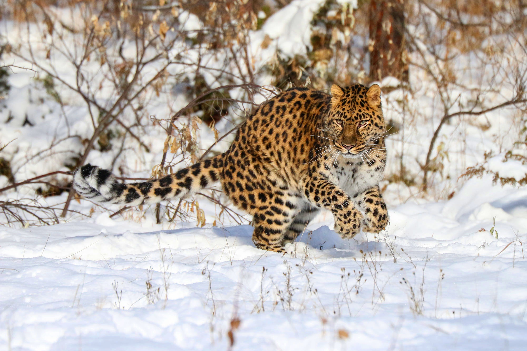 Leopard running in the snow during winter HD Wallpaper