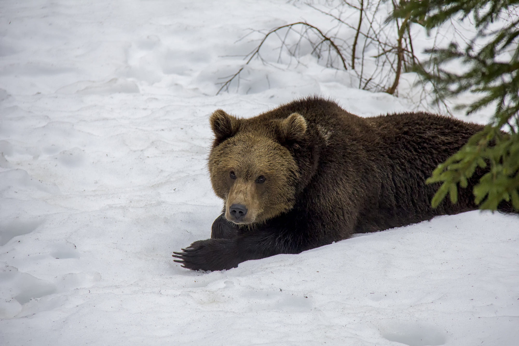 Brown bear lying in the snow HD Wallpaper