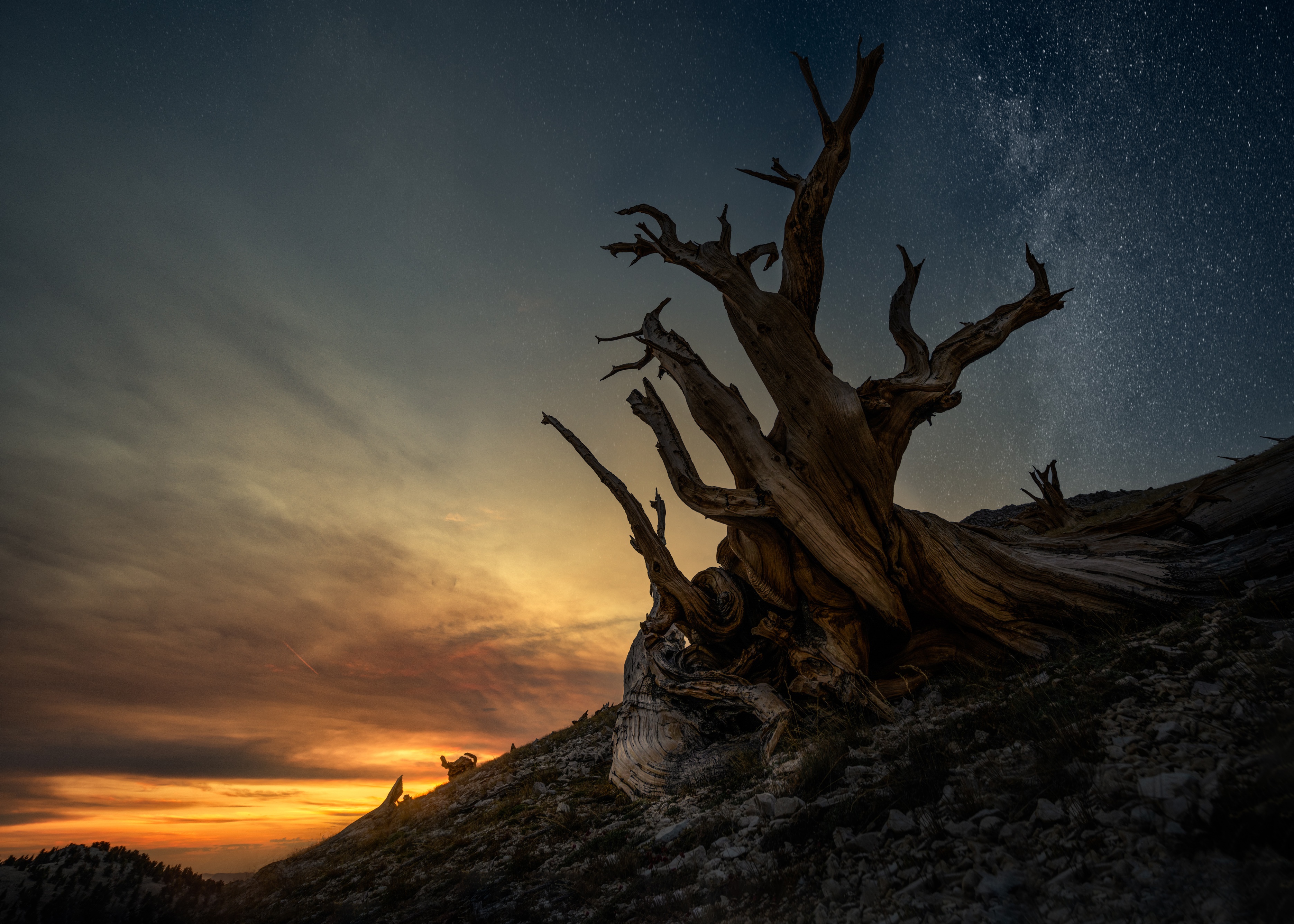 Twisted ancient tree under the starry night sky HD Wallpaper