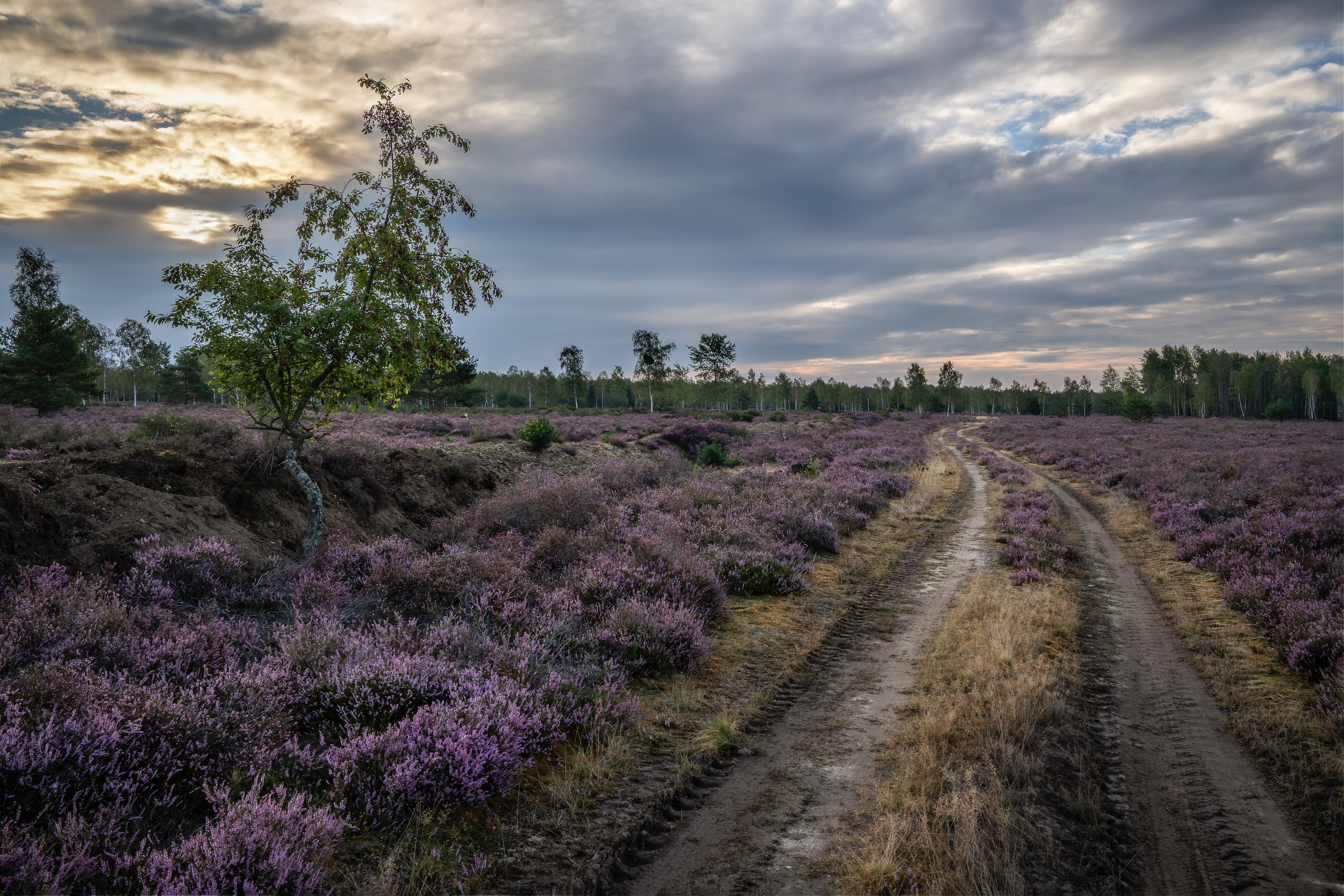 Dirt Path Through Heather Meadow with Trees HD Wallpaper