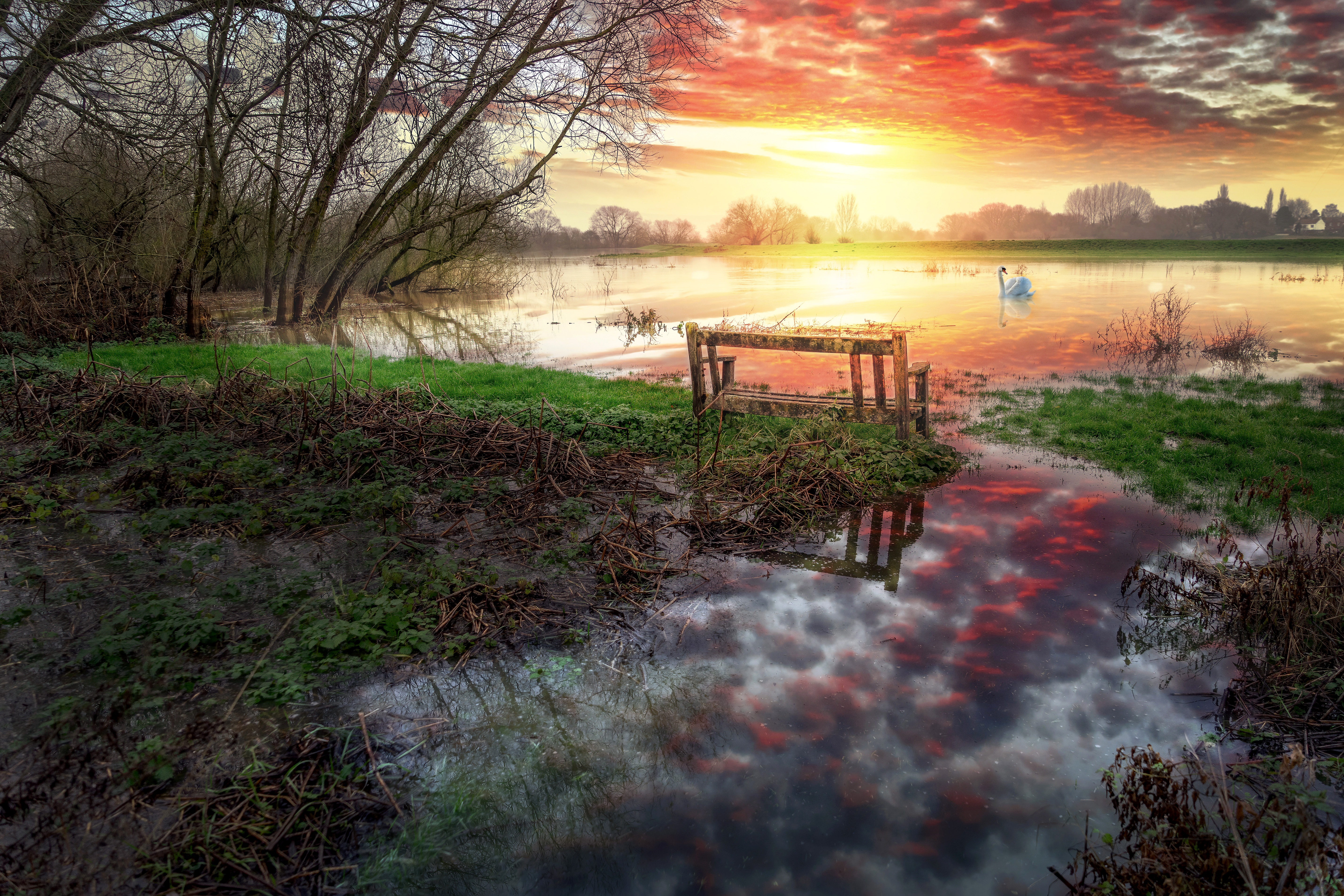 Mute Swan in flooded field at sunset 4K HD Wallpaper