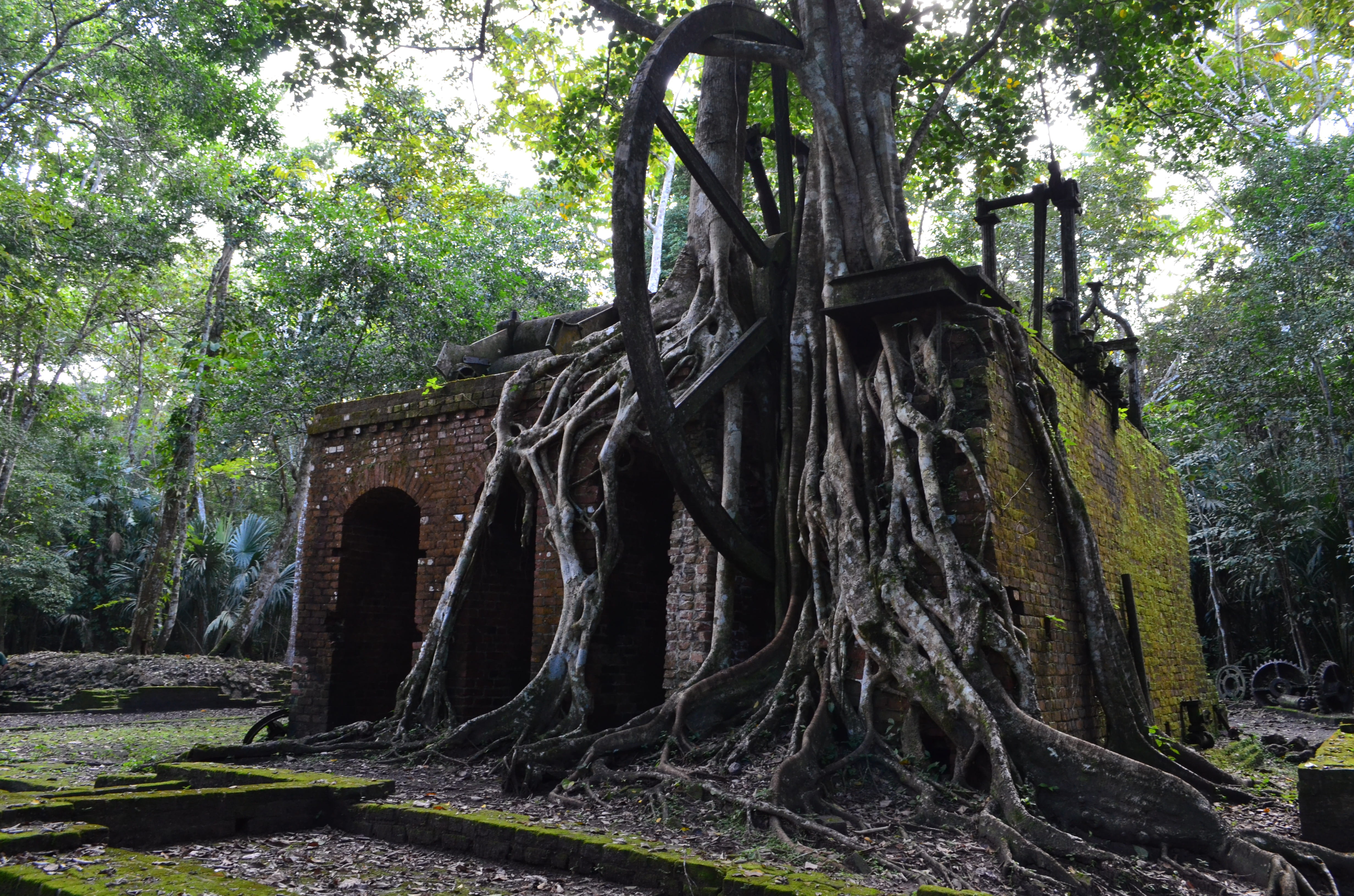 Tree roots engulfing brick ruins in a forest HD Wallpaper