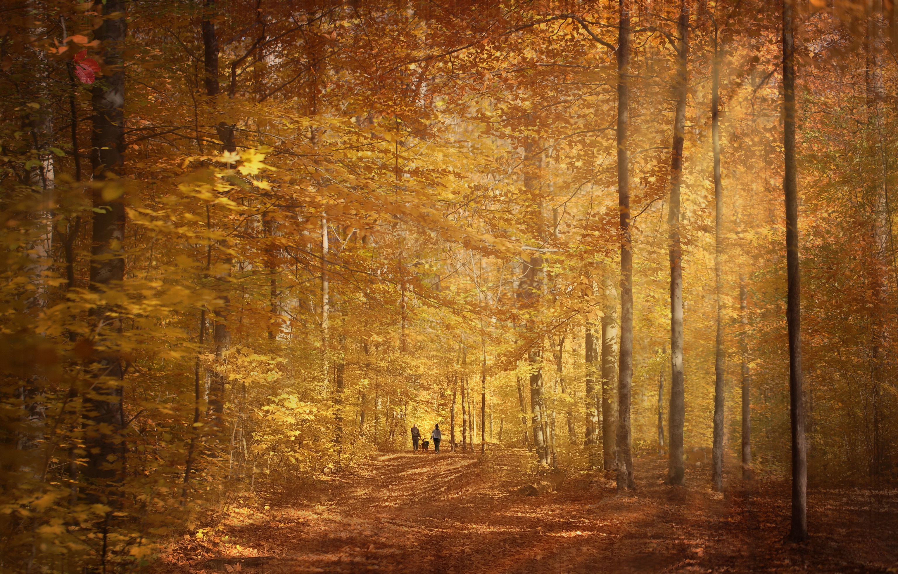 People walking in a golden autumn forest HD Wallpaper
