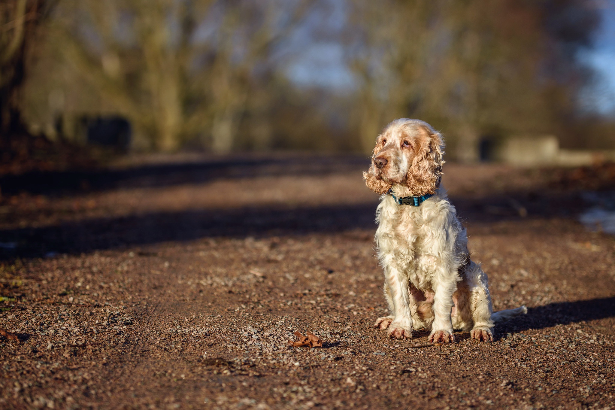 Cocker Spaniel dog sitting on a dirt path HD Wallpaper