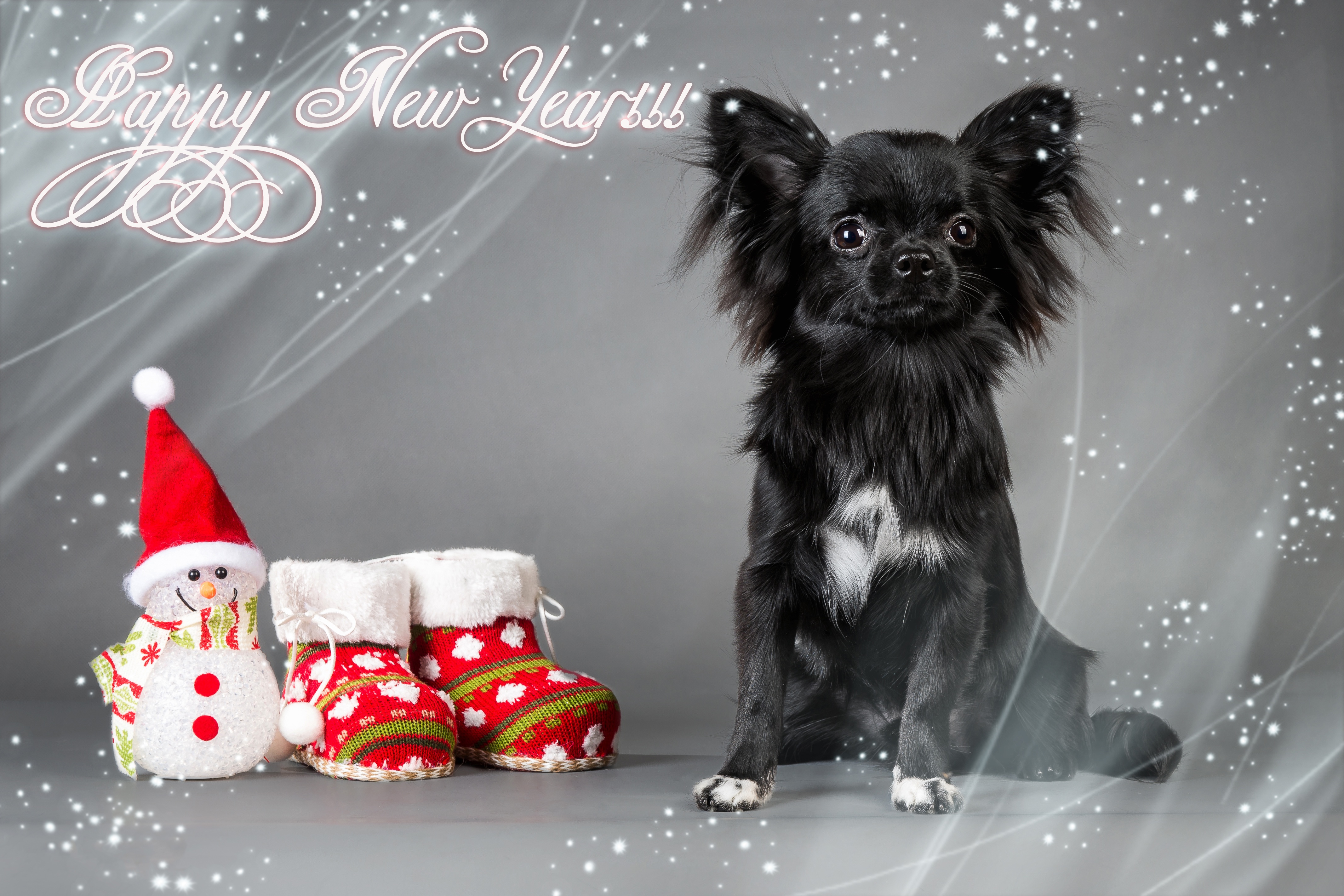 Chihuahua Dog with Christmas Decorations and Happy New Year Text HD Wallpaper