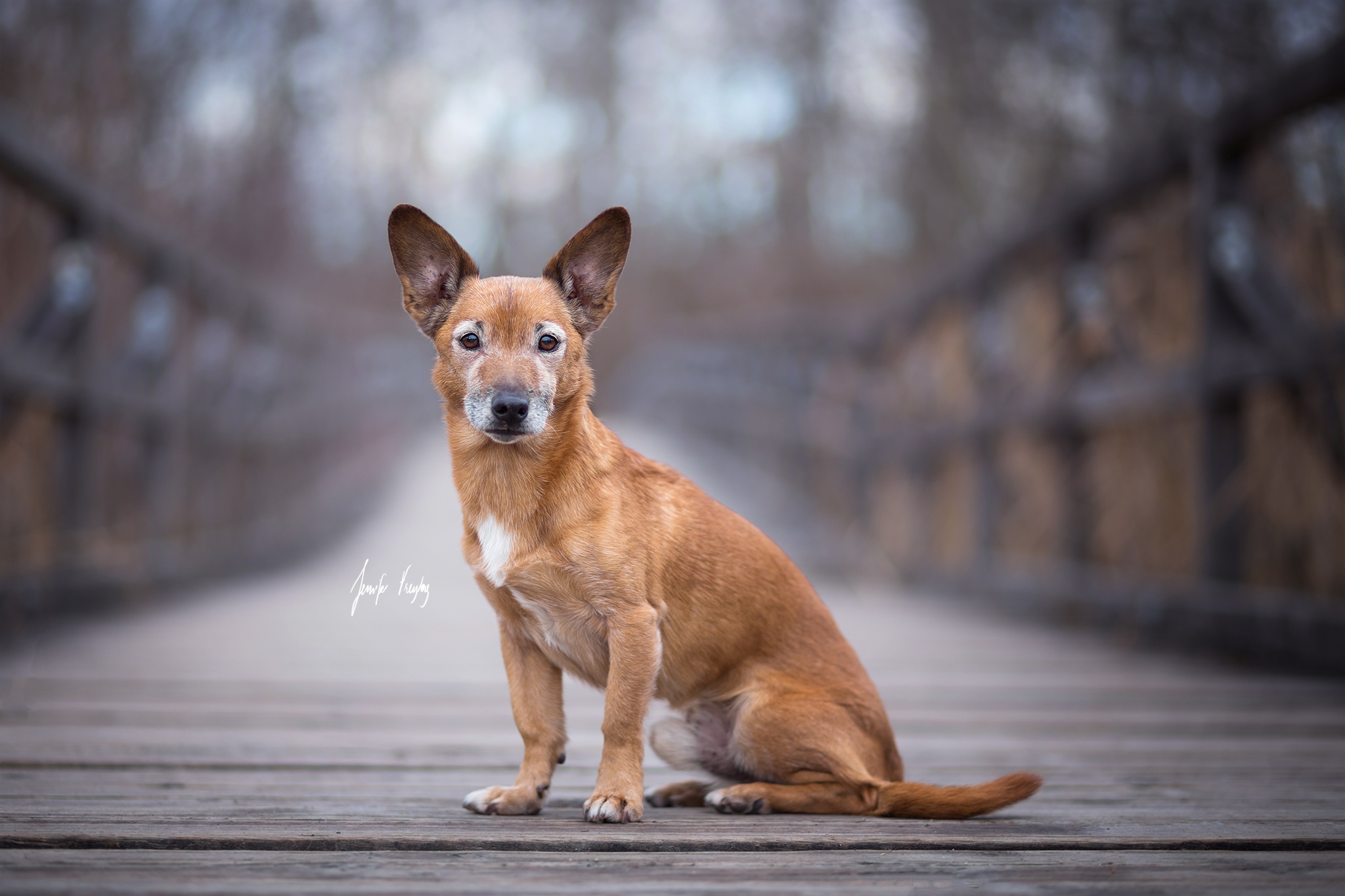 Brown dog sitting on a wooden bridge HD Wallpaper