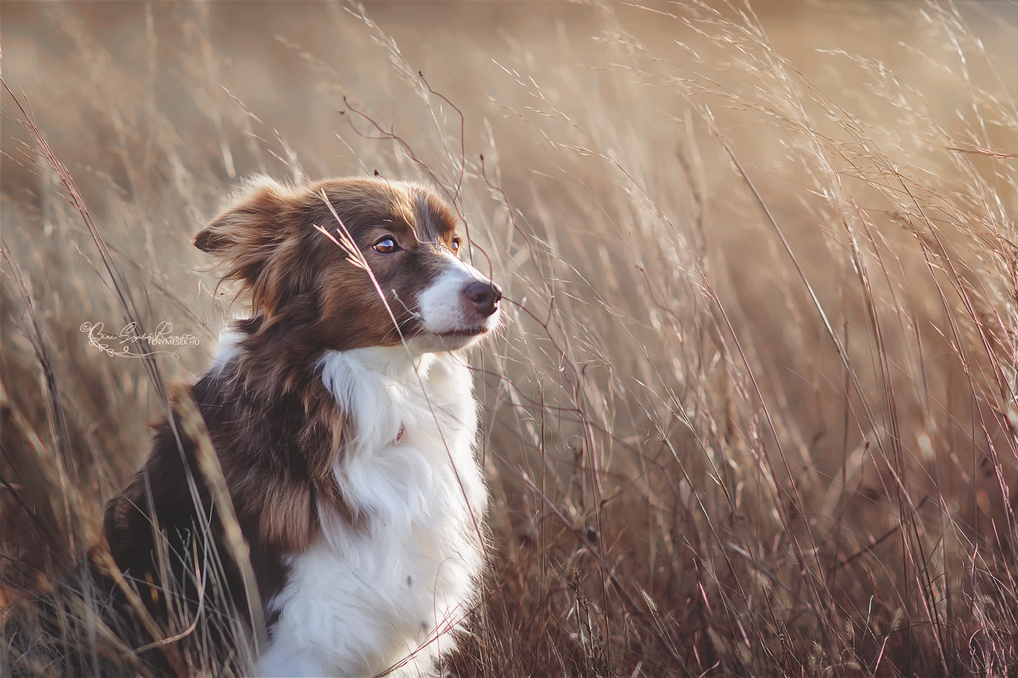 Brown and white Border Collie dog in tall grass HD Wallpaper