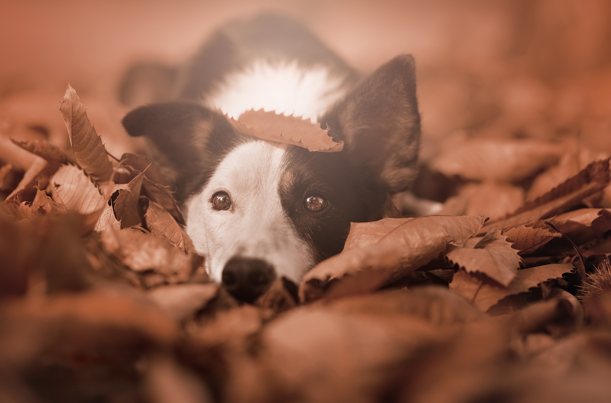 Border Collie dog lying in autumn leaves HD Wallpaper