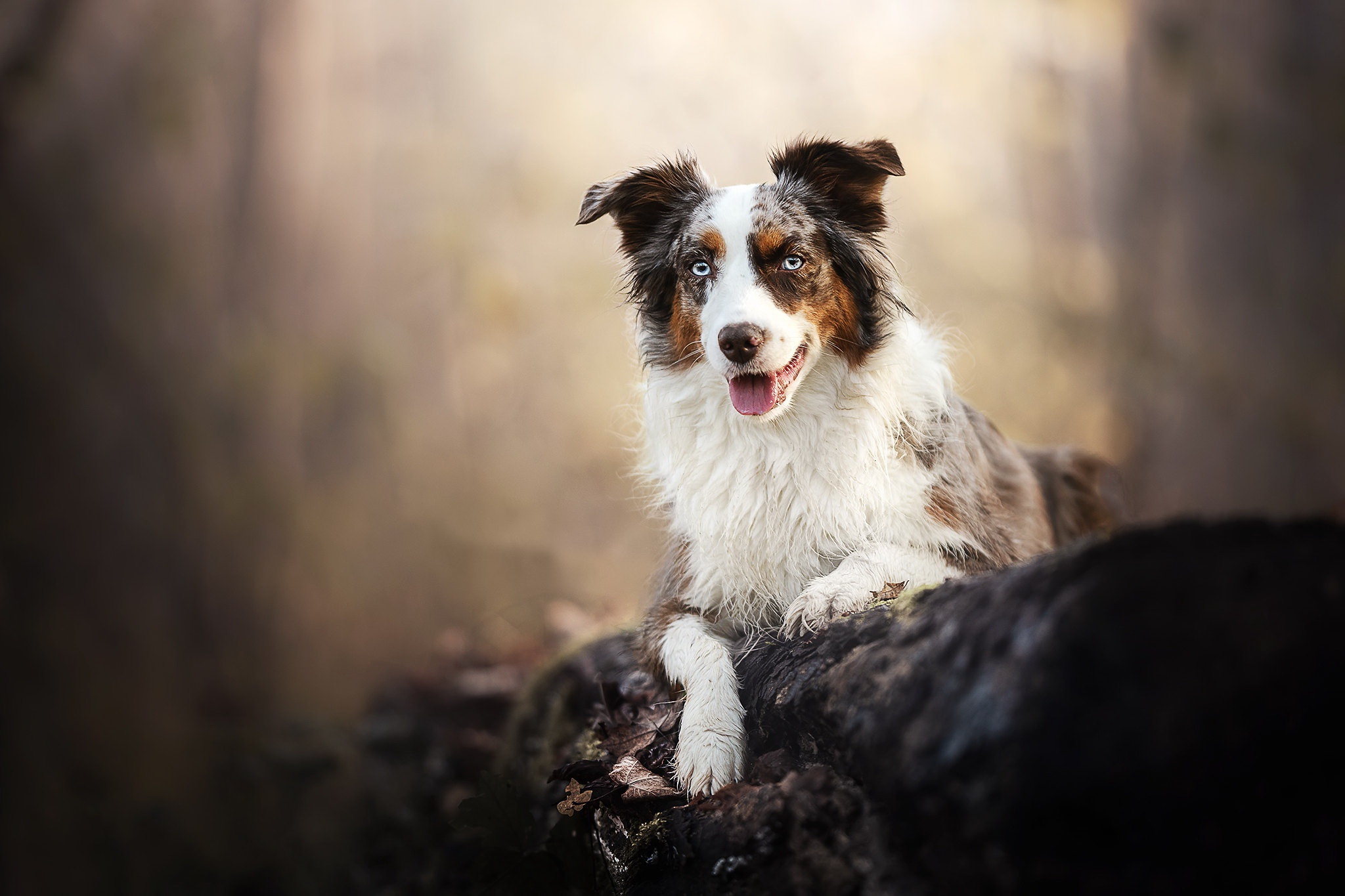 Australian Shepherd dog lying on a log HD Wallpaper