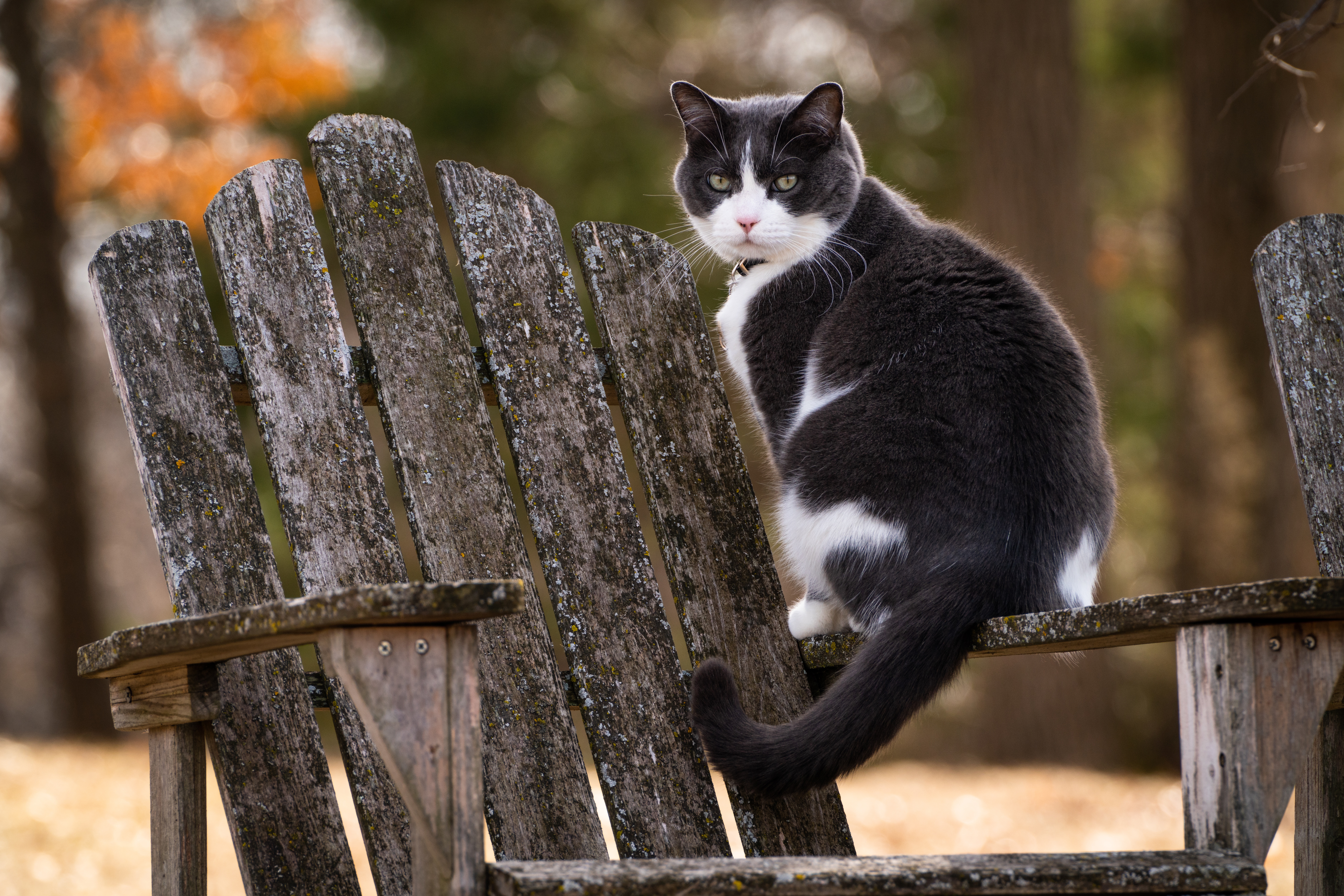 Gray and white cat sitting on a weathered wooden chair HD Wallpaper