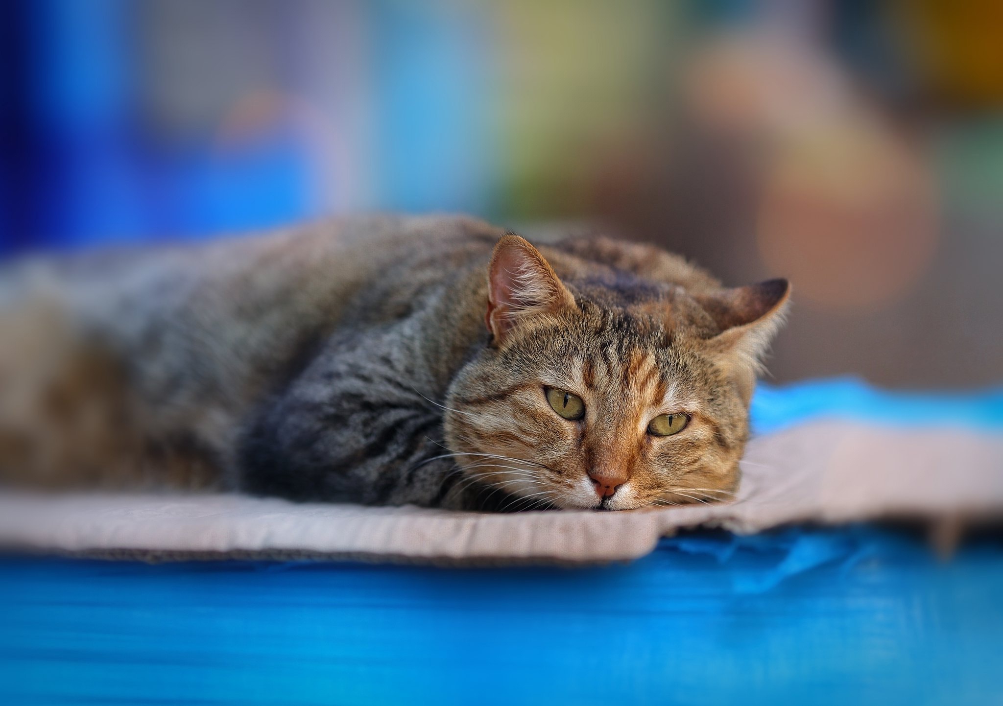 Tabby cat lying down on a blanket HD Wallpaper