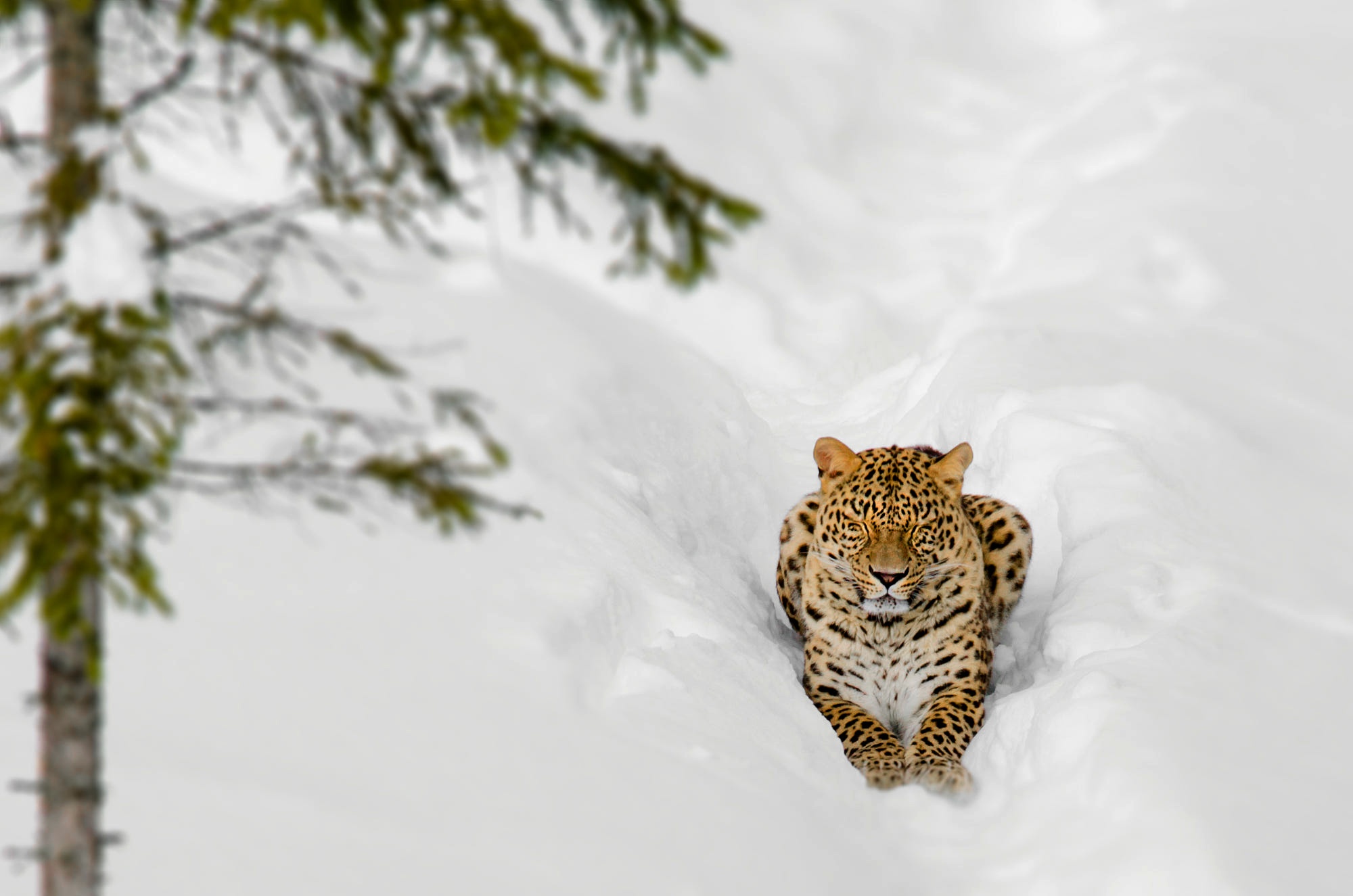 Leopard in the Snow HD Wallpaper