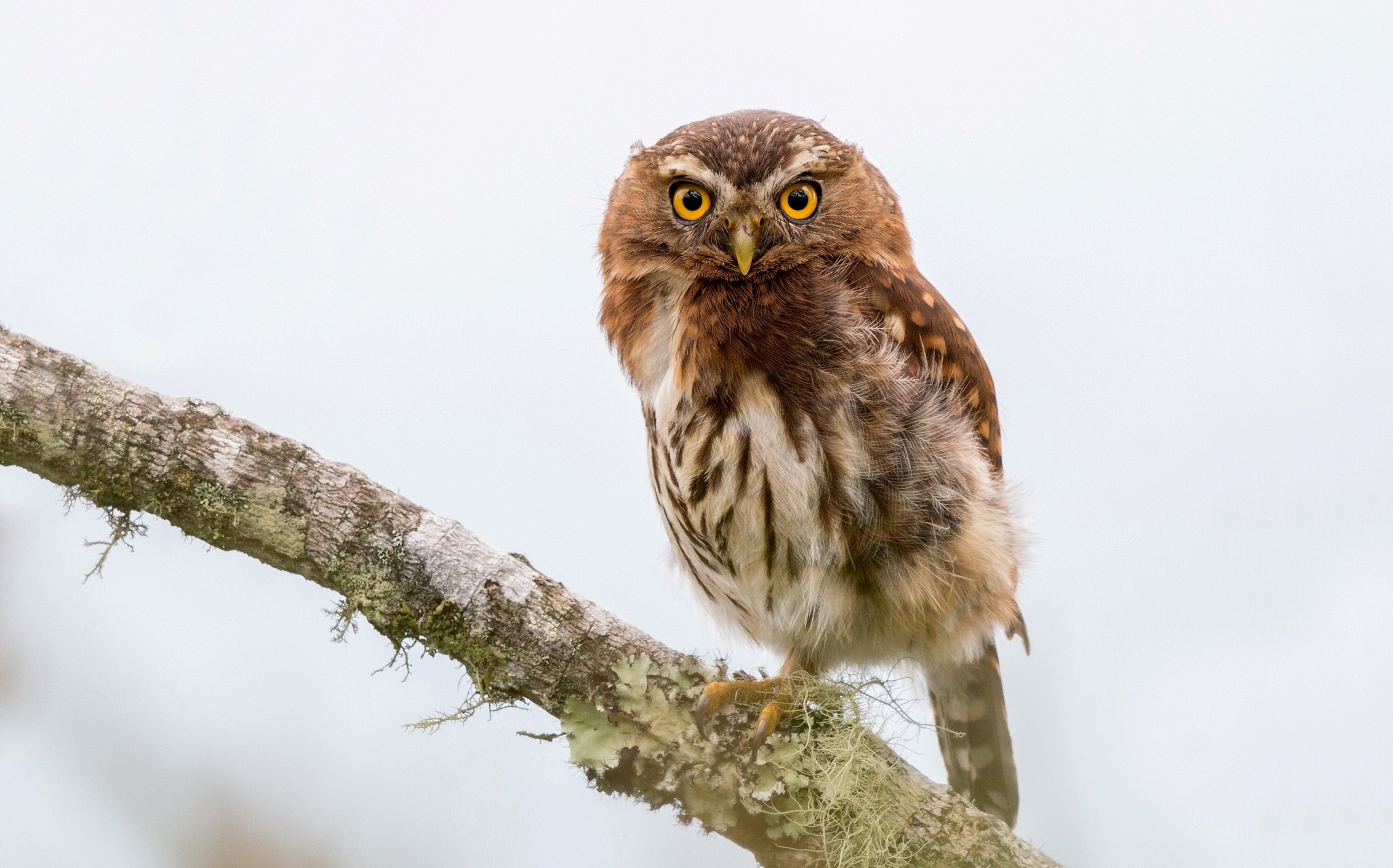 Small owl perched on a mossy branch HD Wallpaper