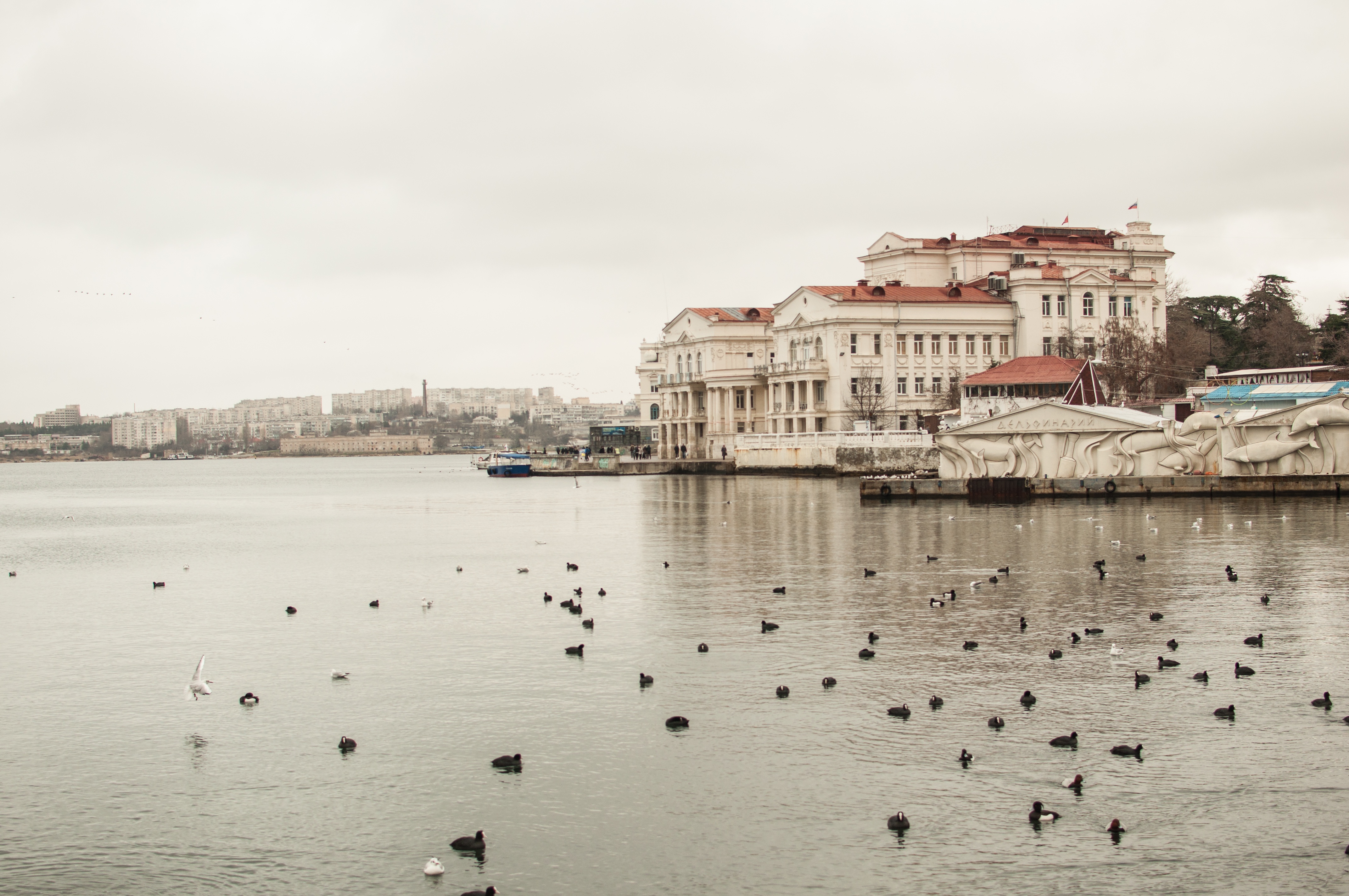 Sevastopol City Seafront with Buildings and Birds HD Wallpaper