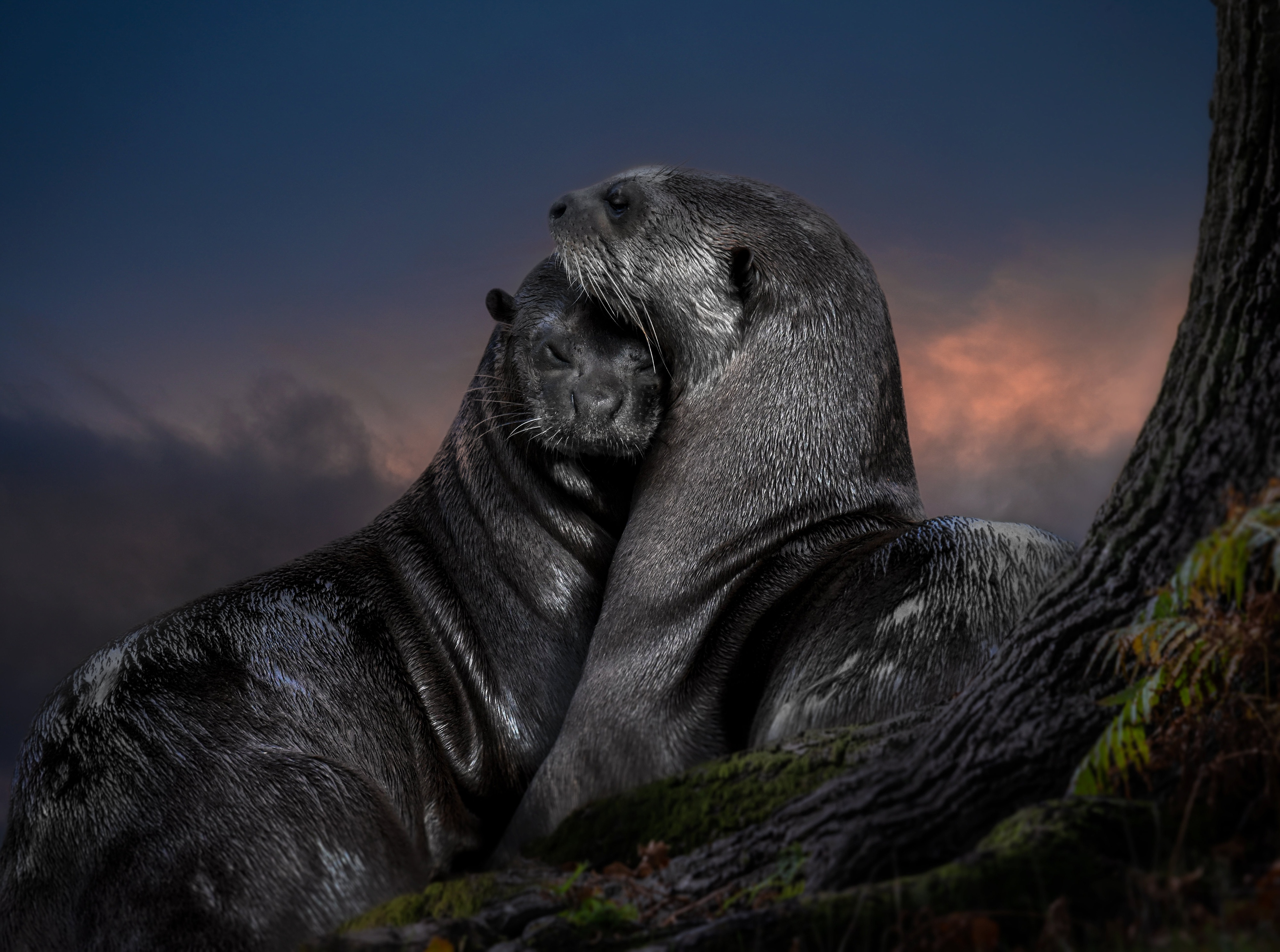 Two otters embracing near a tree at dusk HD Wallpaper