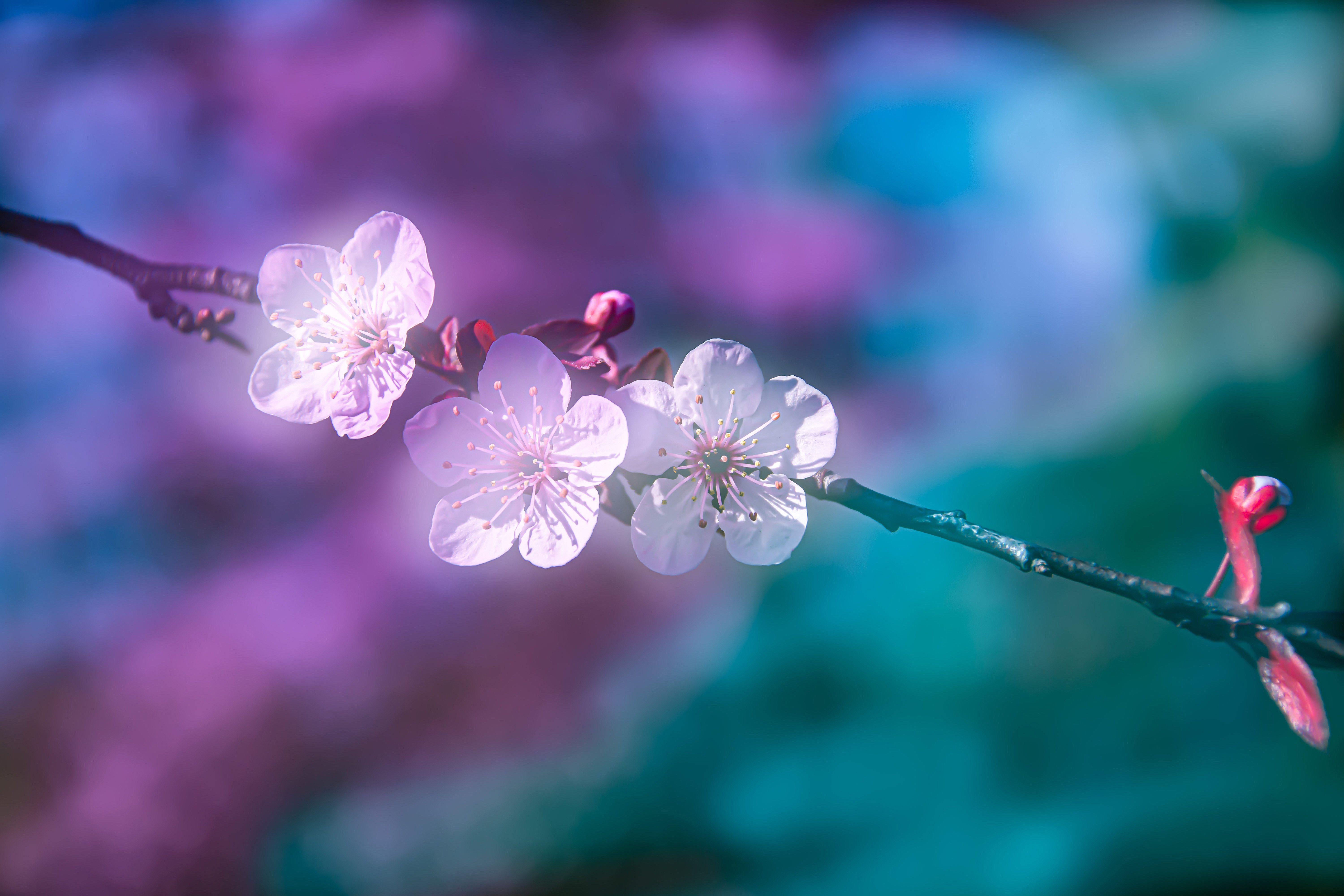 Cherry Blossoms on a Branch in Spring HD Wallpaper
