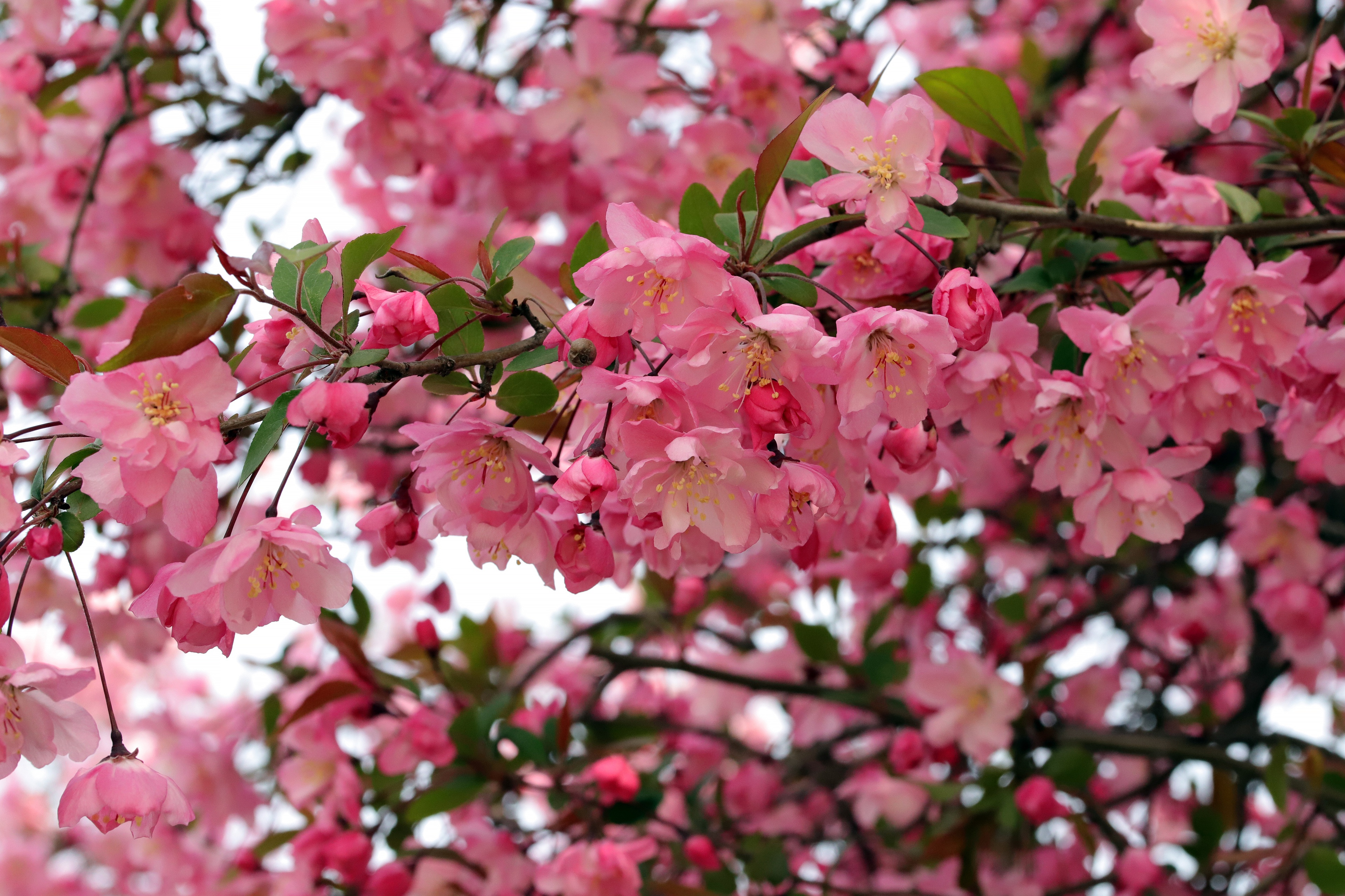 Pink Cherry Blossoms on Branches HD Wallpaper