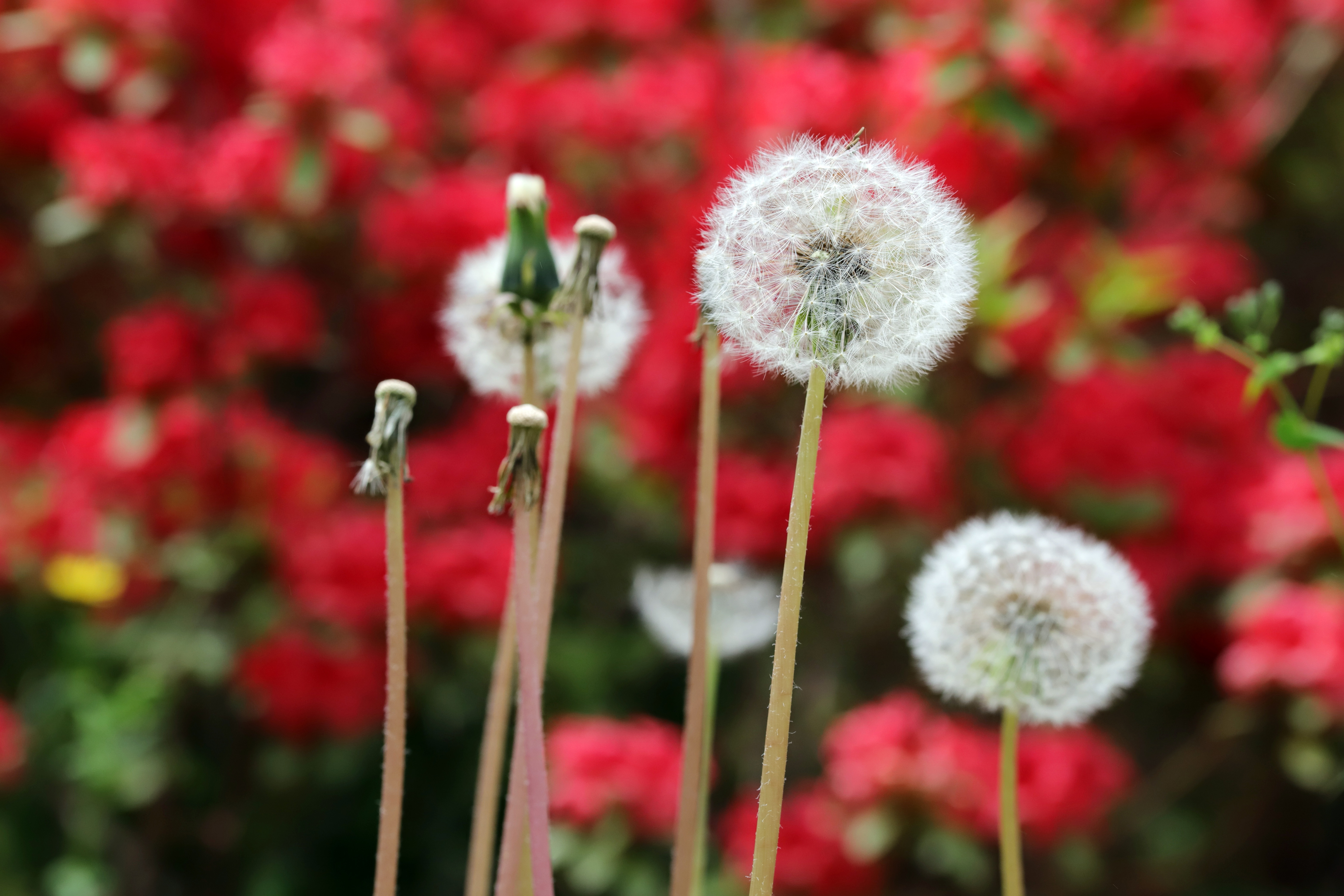 Dandelion seed heads with red flowers HD Wallpaper