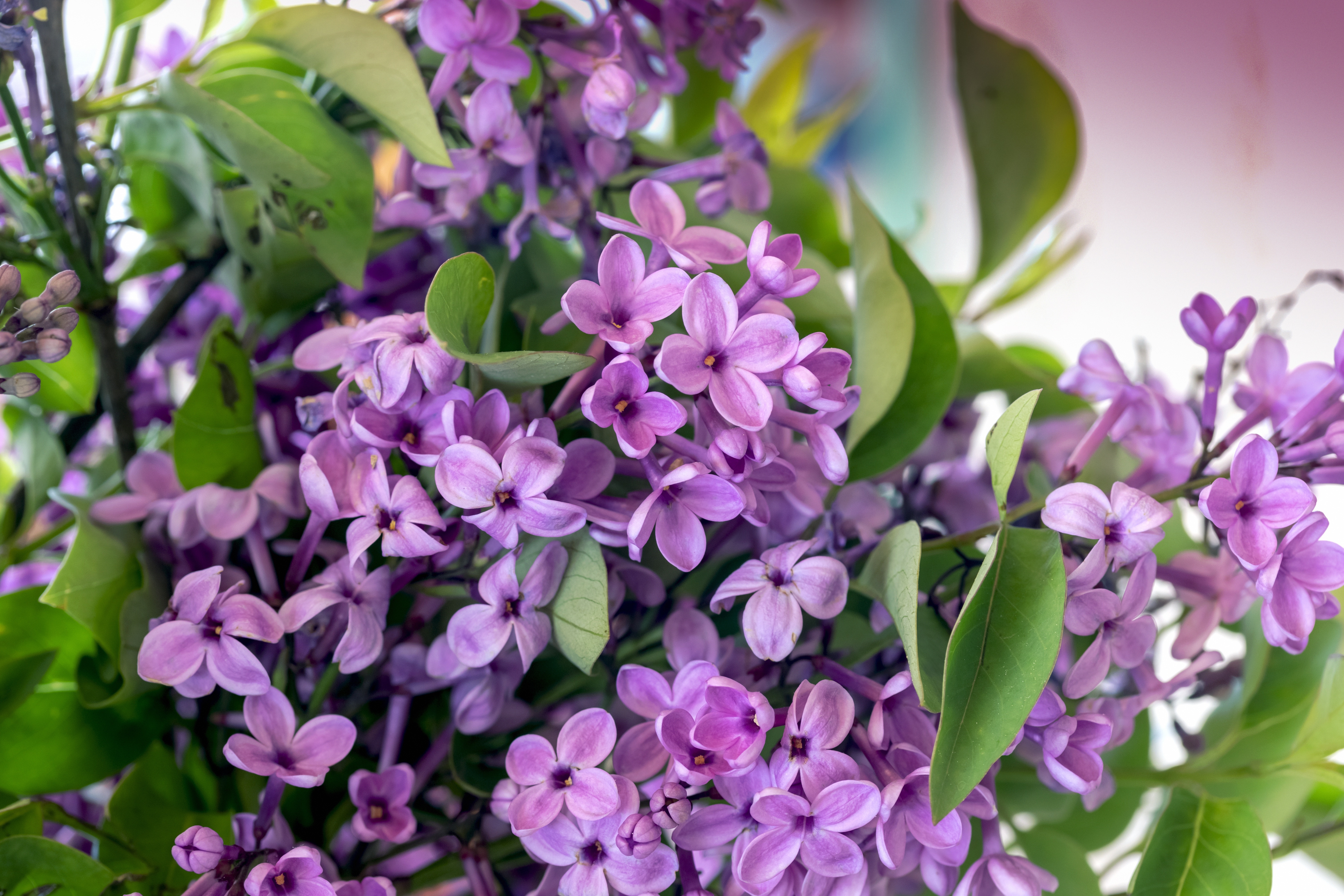 Lilac Blossom 4K HD Wallpaper