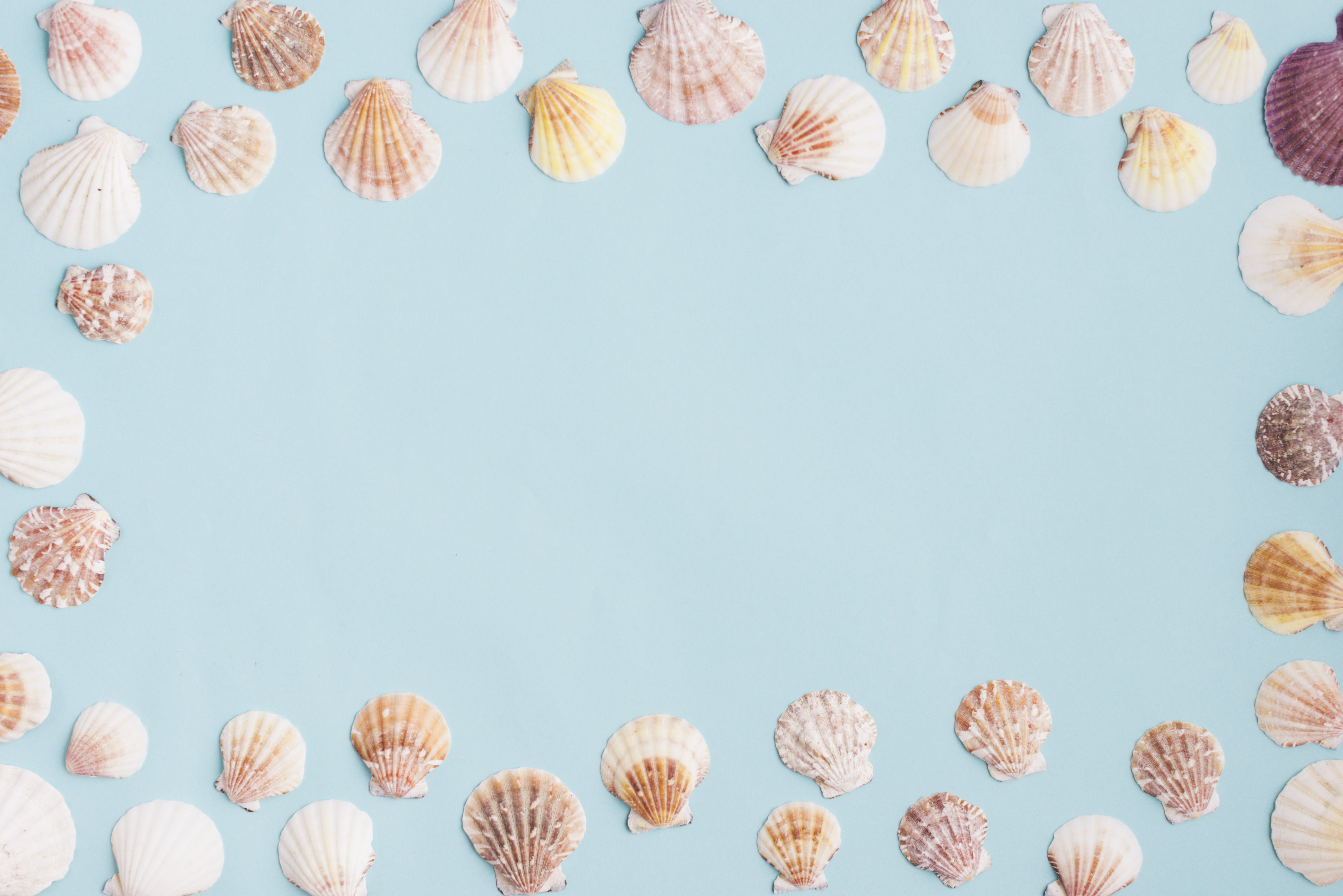 Shells 4K HD Wallpaper