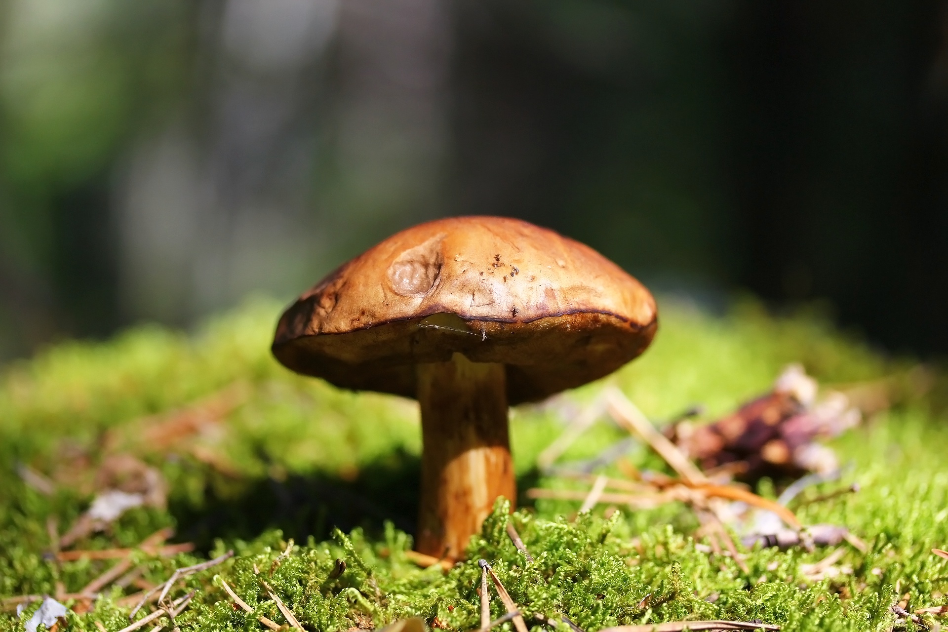 Mushroom on moss in forest macro HD Wallpaper