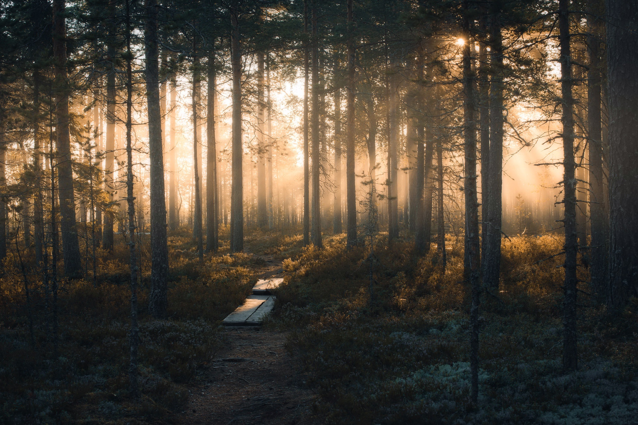 Sunlight filtering through a foggy forest with a wooden path HD Wallpaper