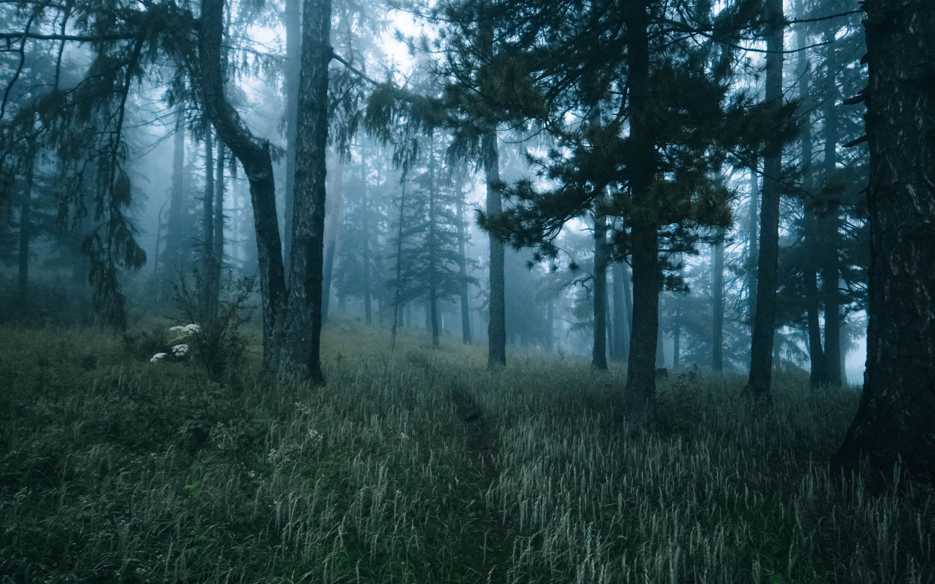 Misty Forest Path with Tall Trees HD Wallpaper
