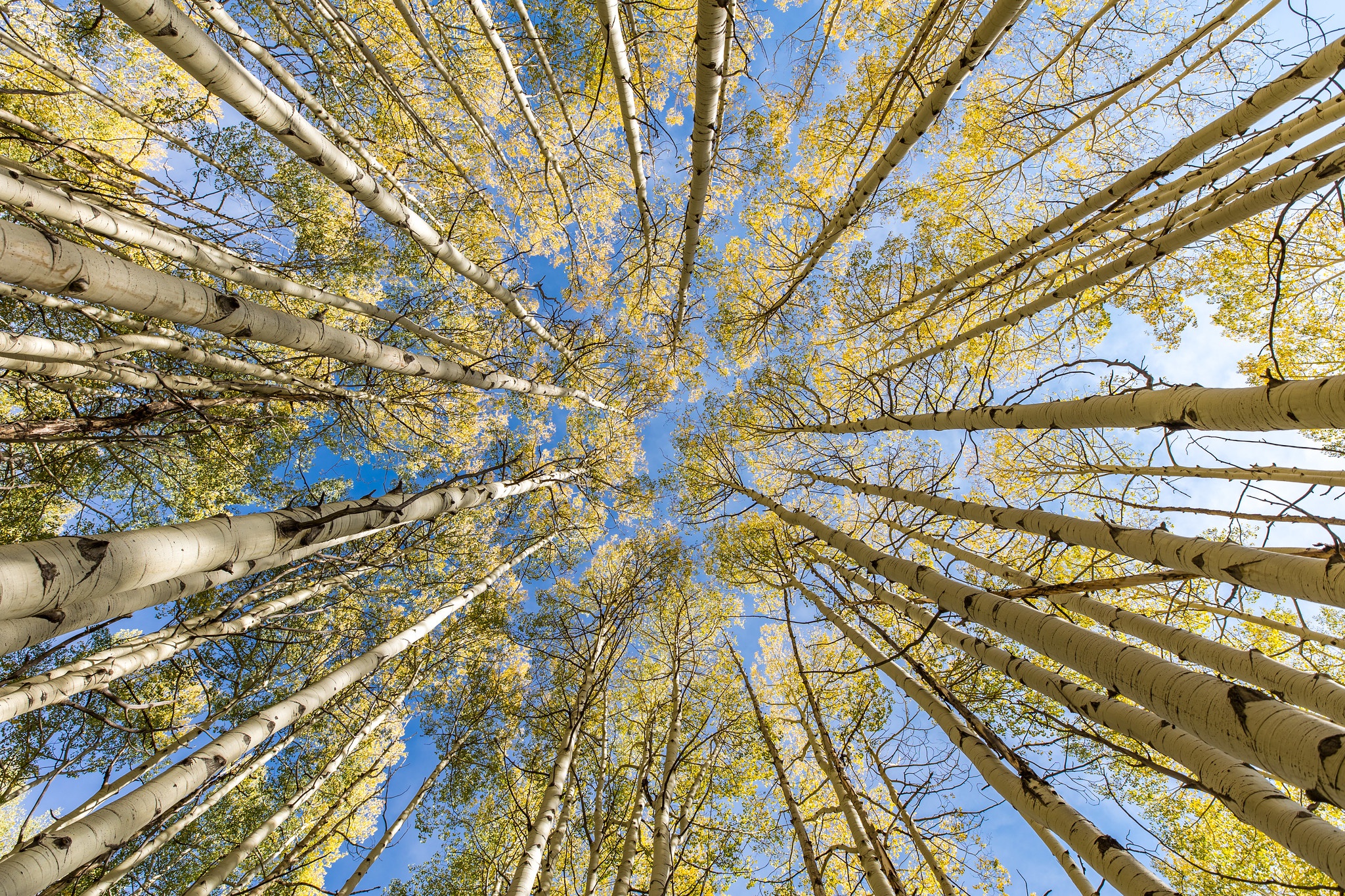 Looking up through aspen trees in fall HD Wallpaper