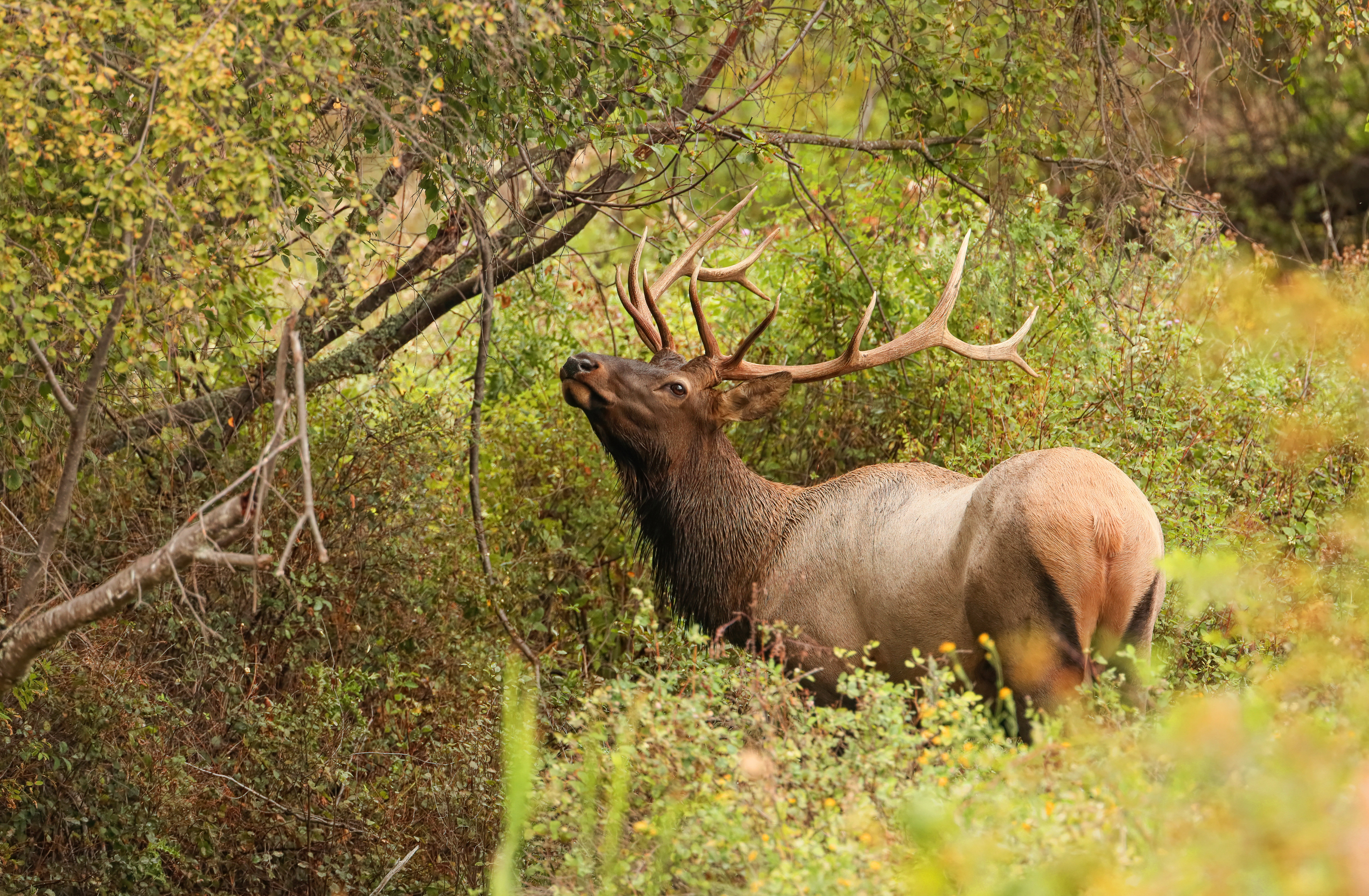 Bull Elk with Antlers in Forest HD Wallpaper