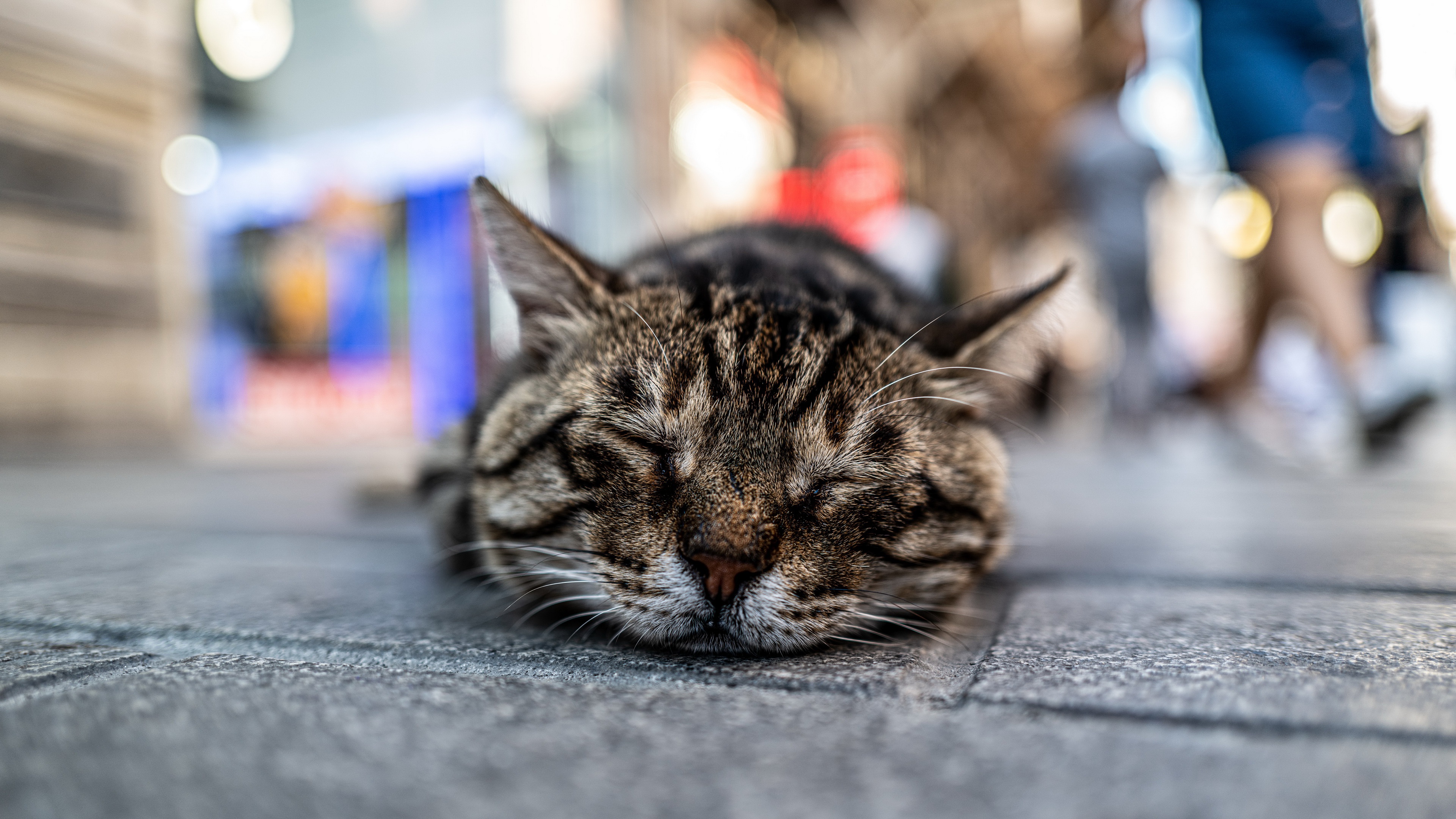 Tabby Cat Sleeping on Pavement HD Wallpaper