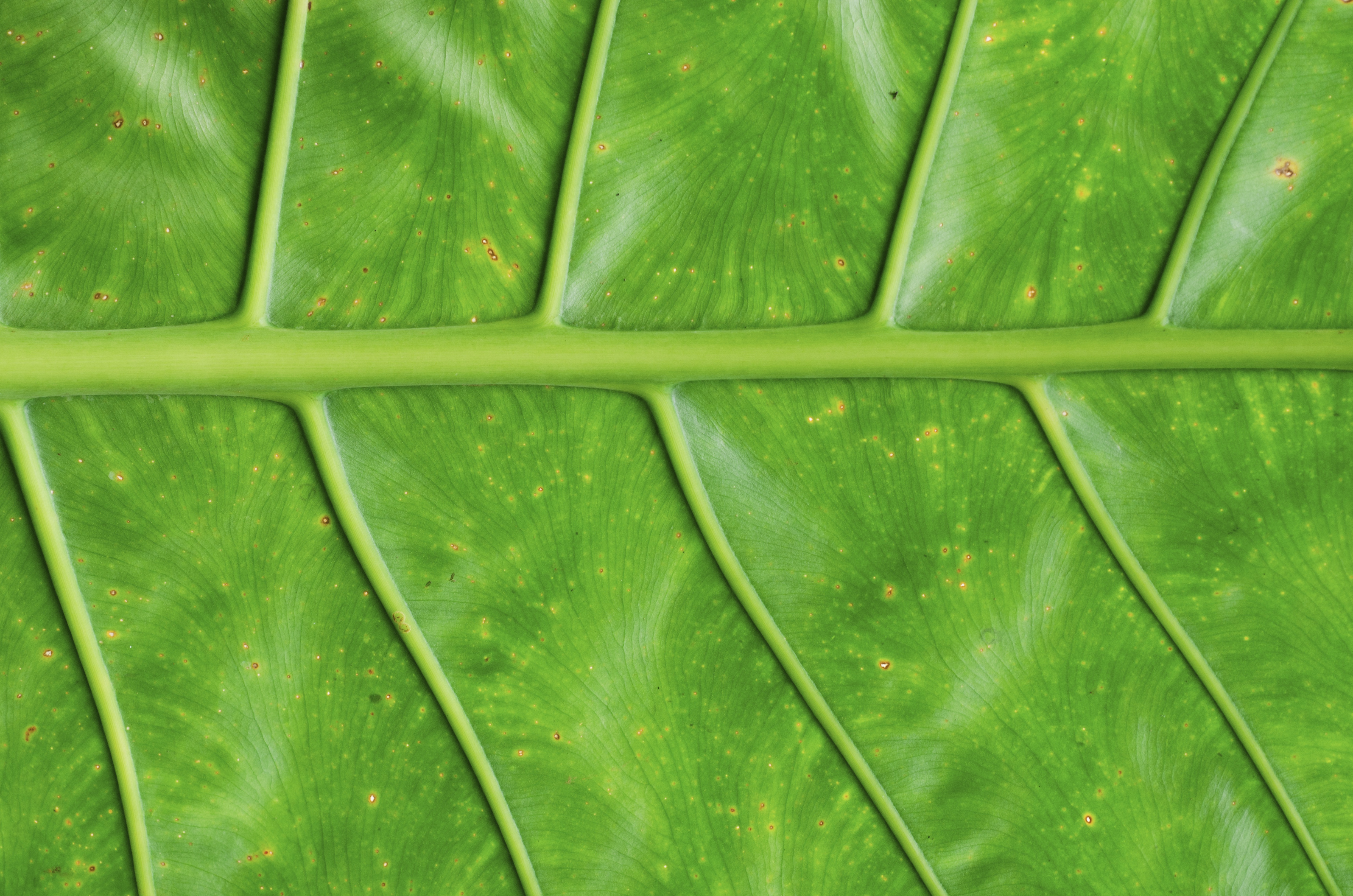 Close Up 4K Leaf Texture Macro HD Wallpaper