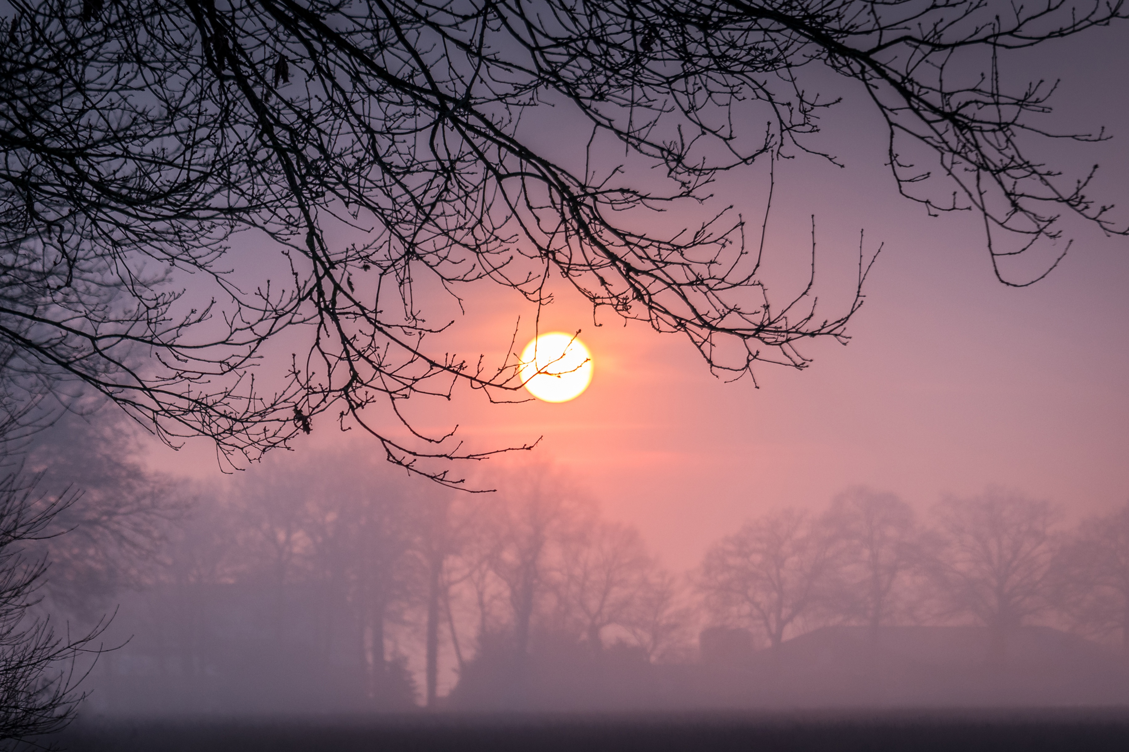 Bare tree branches silhouetted against a foggy sunrise HD Wallpaper