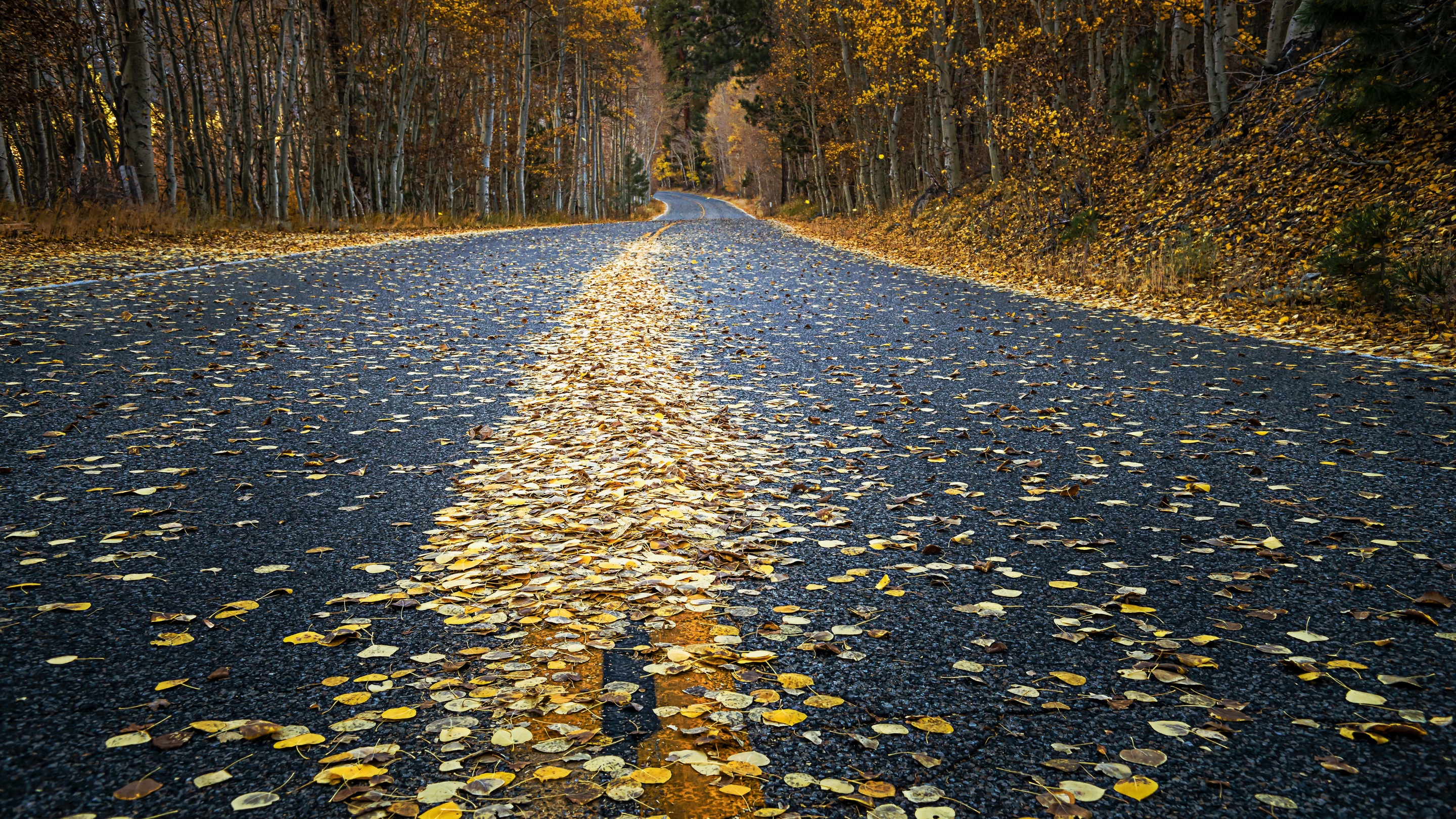 Road covered in autumn leaves HD Wallpaper