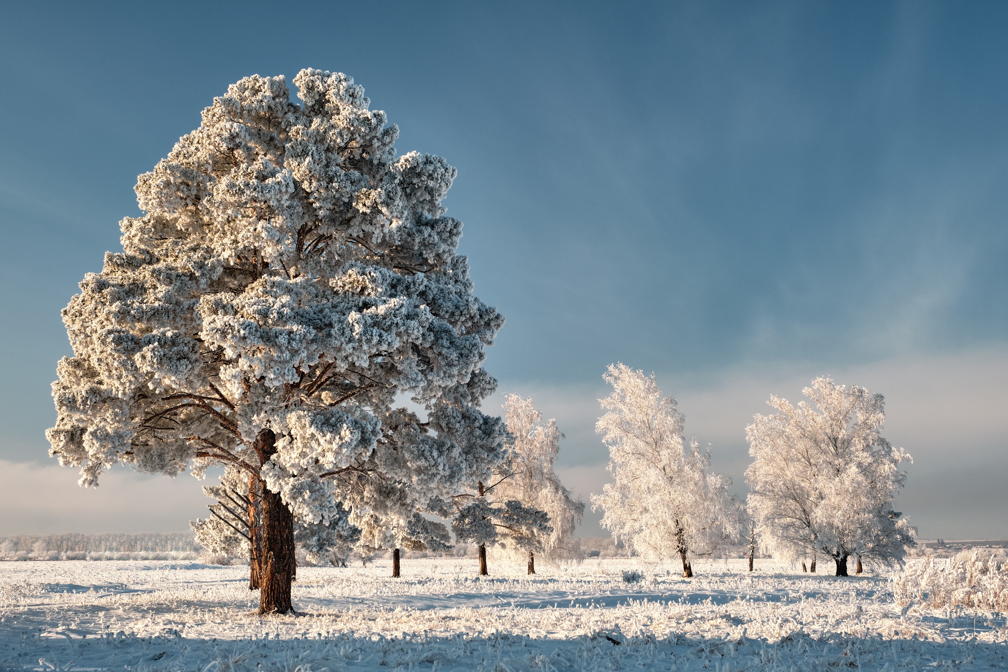 Snow-covered trees in a winter field under a blue sky HD Wallpaper