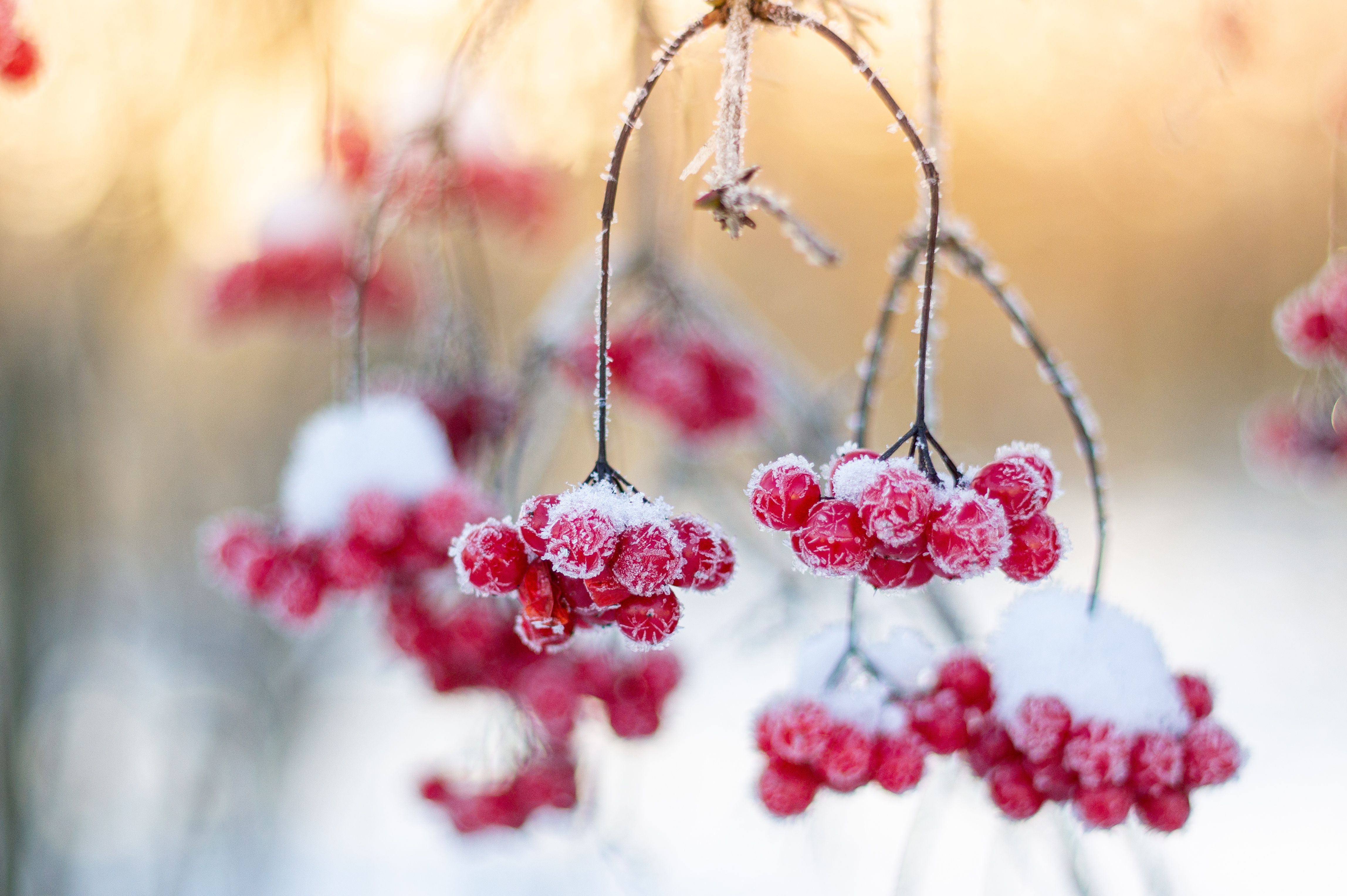 Close Up 4K Frost Berry Winter Viburnum HD Wallpaper