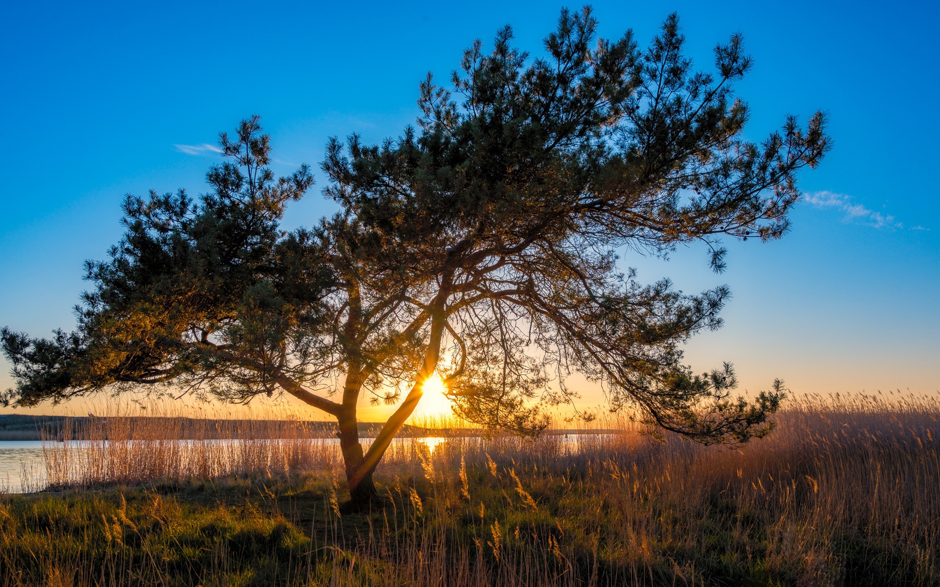 Tree at Sunset by the Water HD Wallpaper