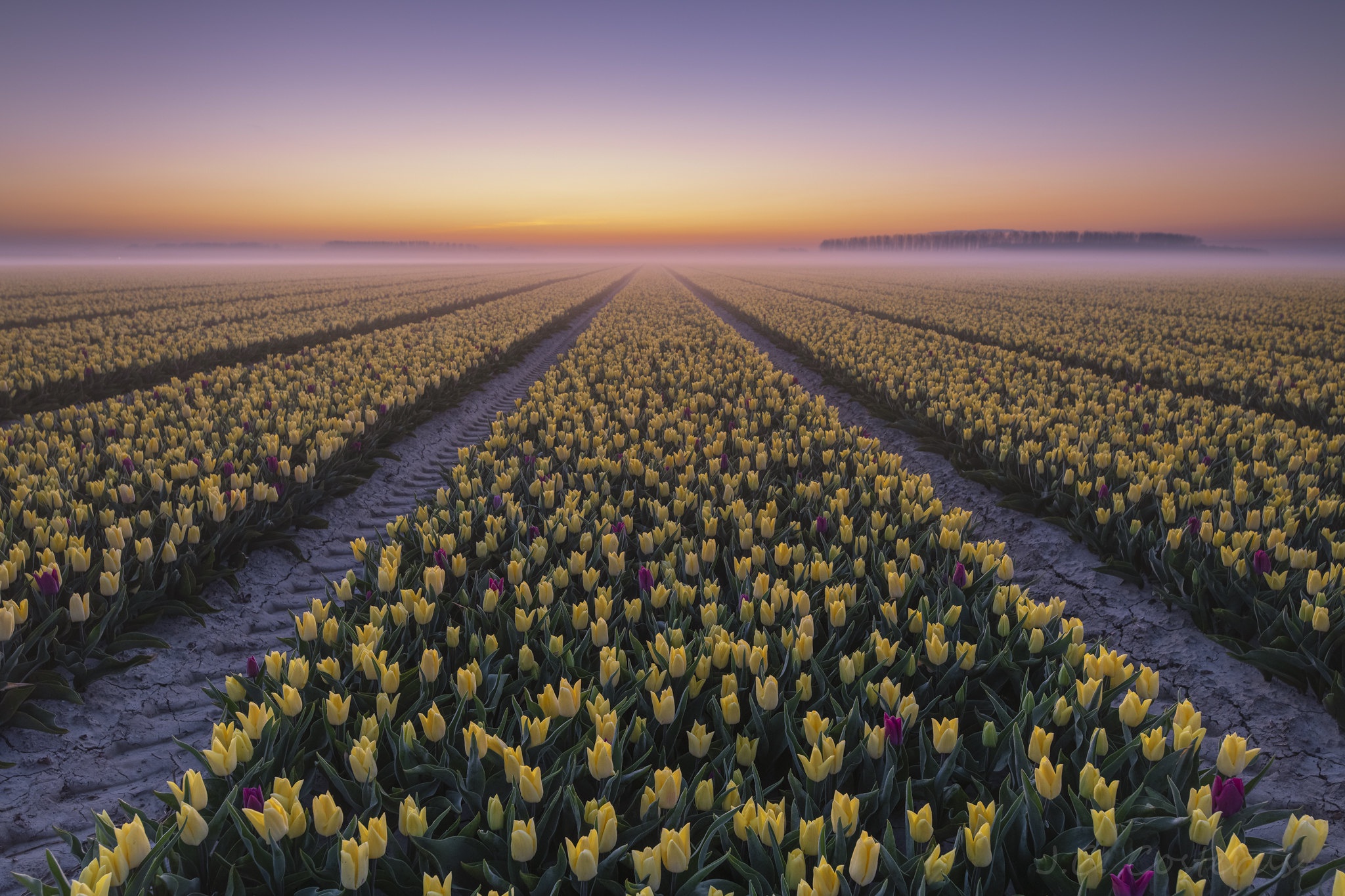 Field of yellow tulips at sunset with fog HD Wallpaper