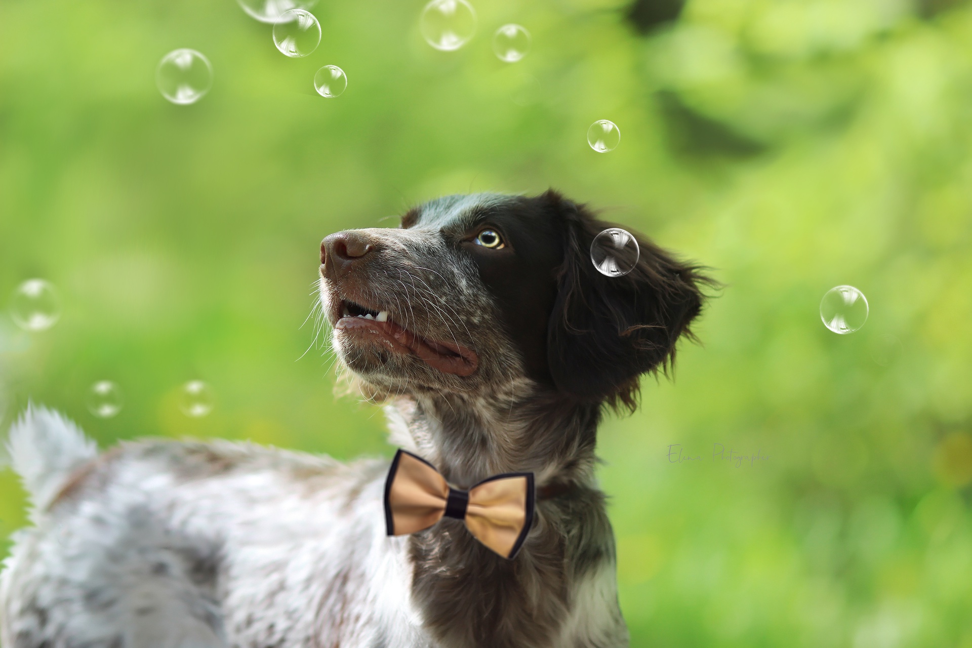 Dog with bow tie and bubbles HD Wallpaper