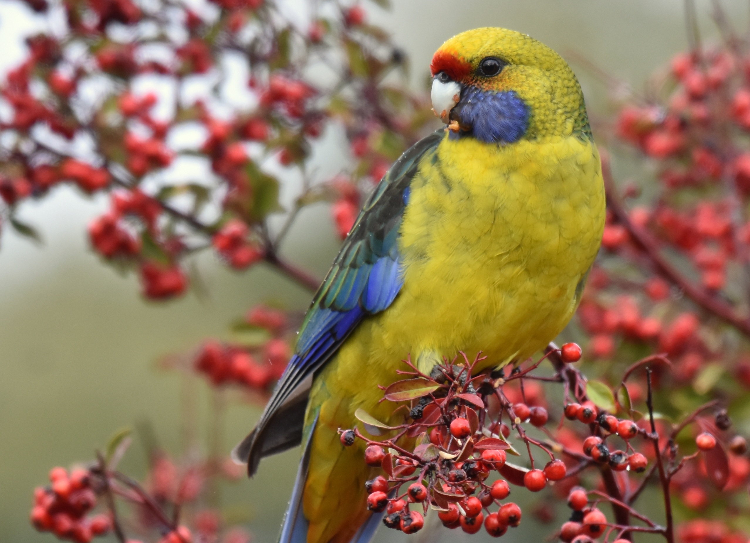 Yellow Rosella Parrot on a branch with red berries HD Wallpaper