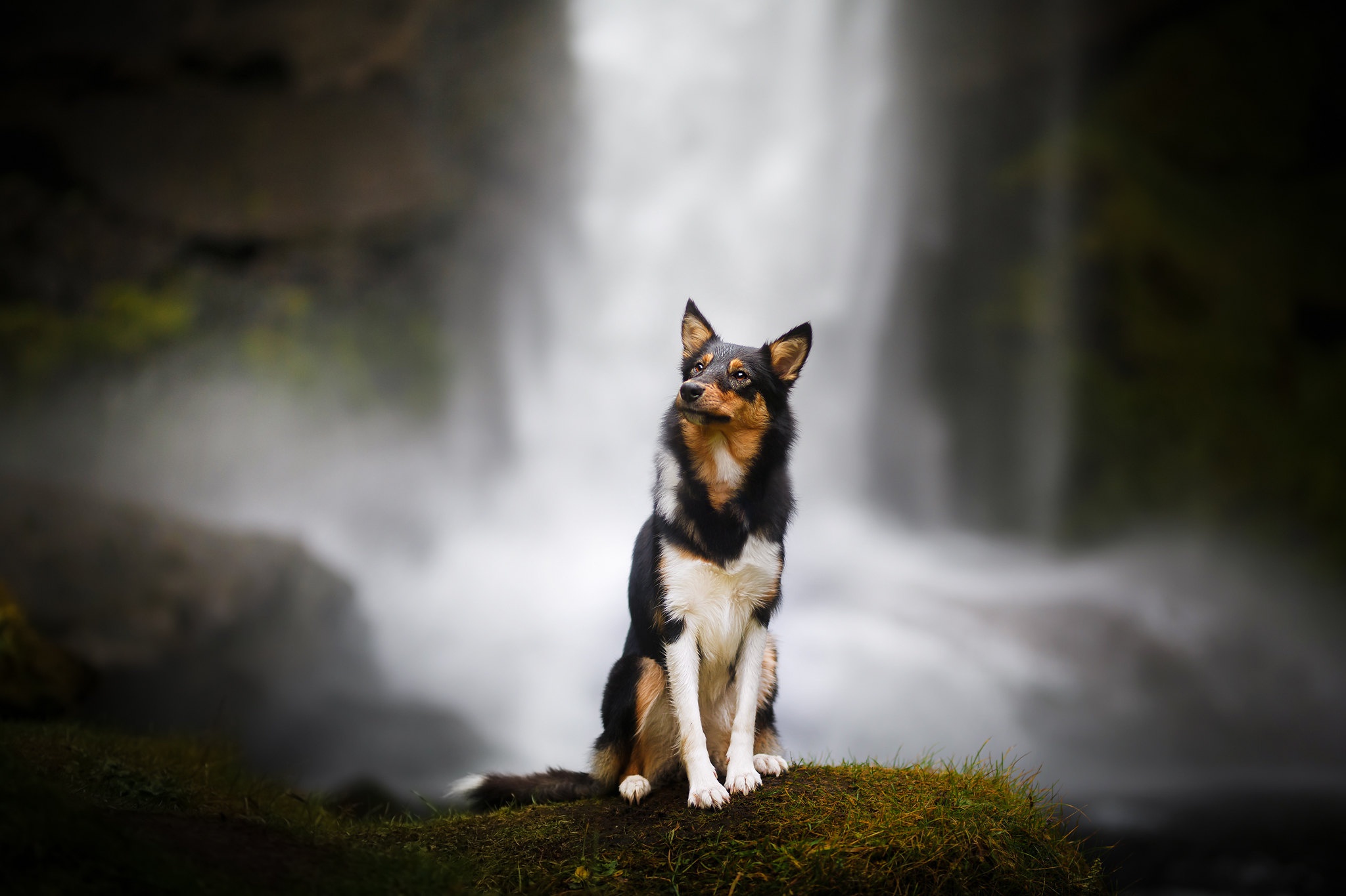Dog sitting in front of a waterfall HD Wallpaper