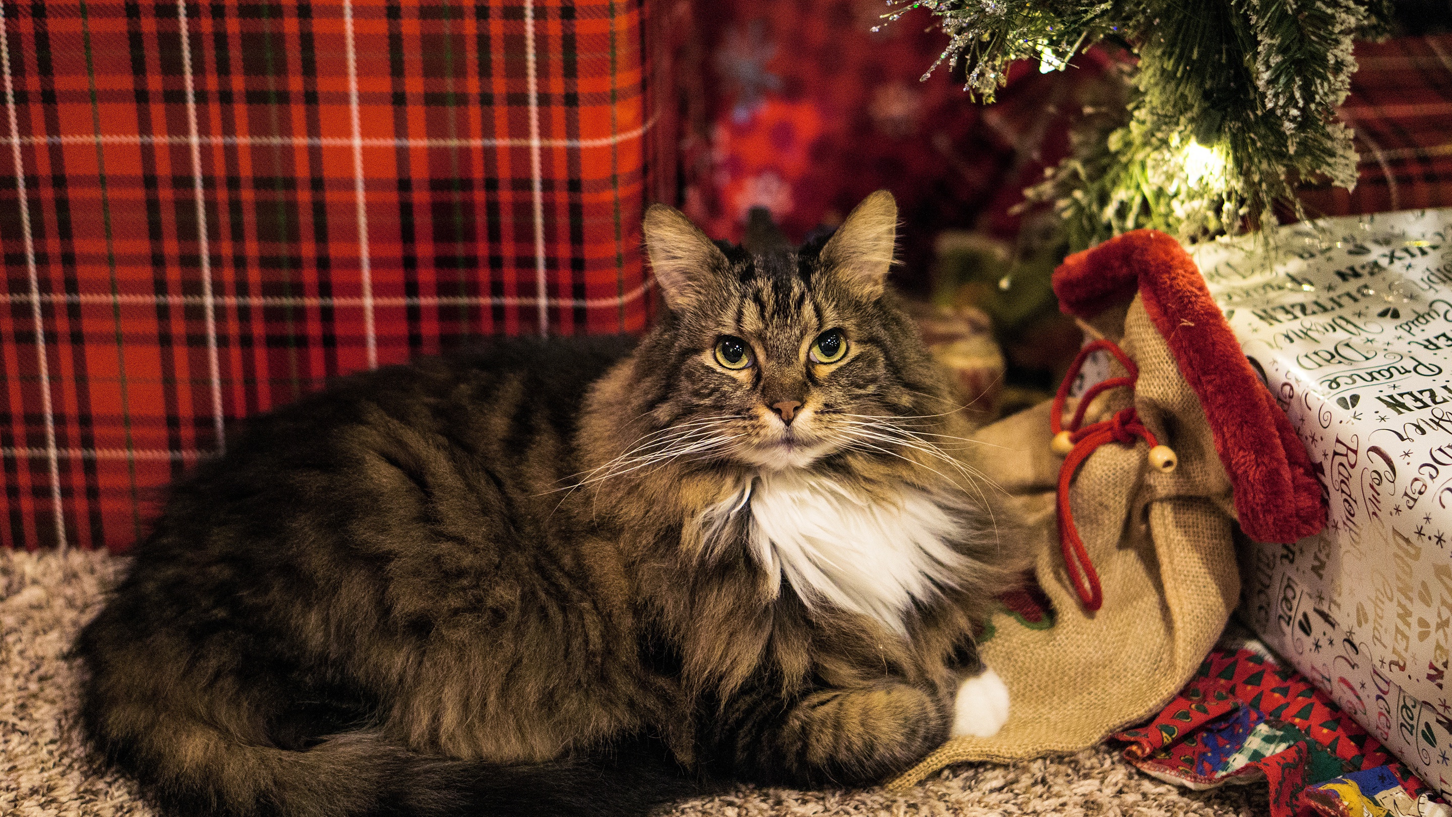Fluffy cat by Christmas tree and presents HD Wallpaper