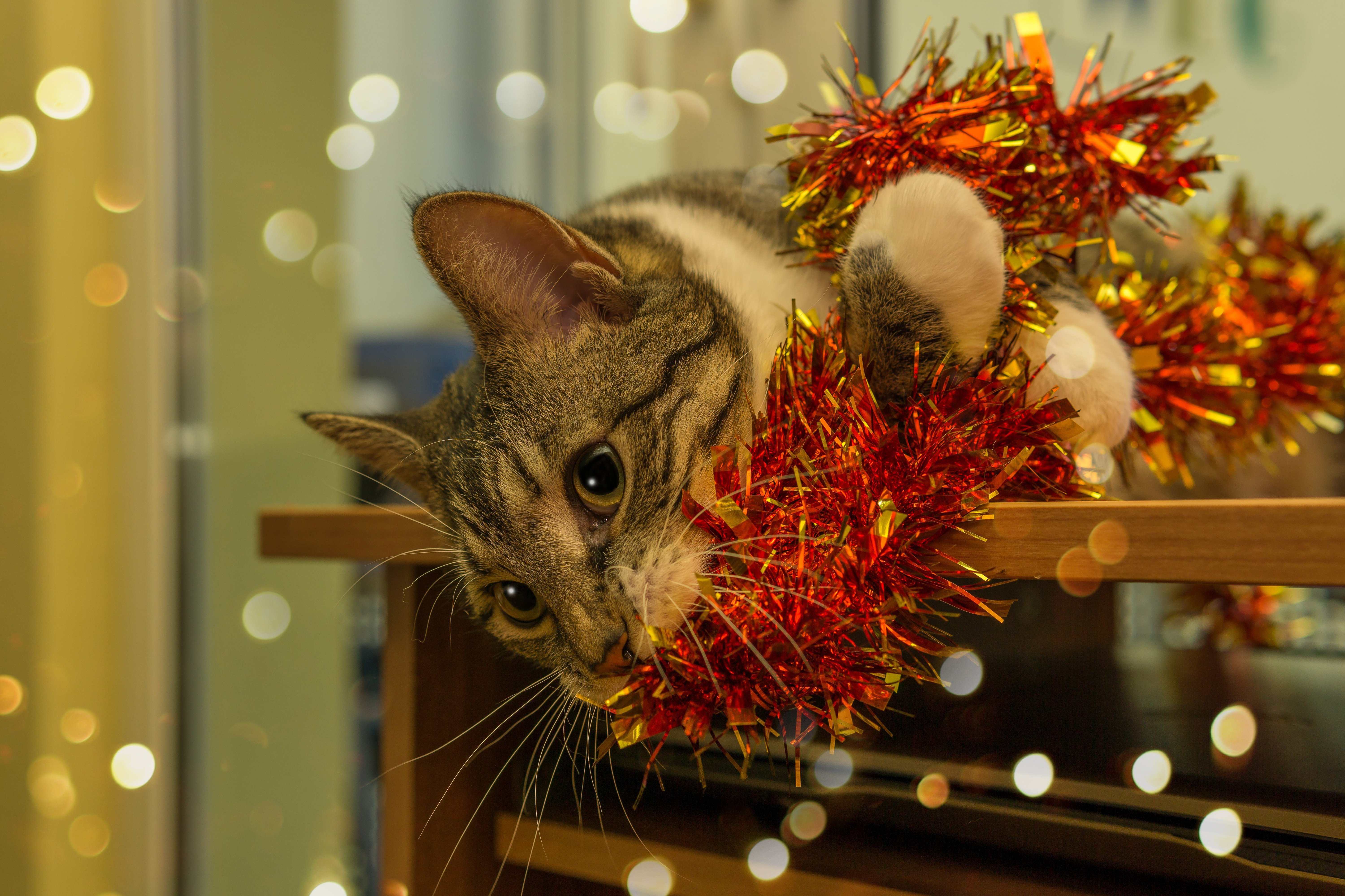 Tabby cat tangled in red and gold tinsel HD Wallpaper