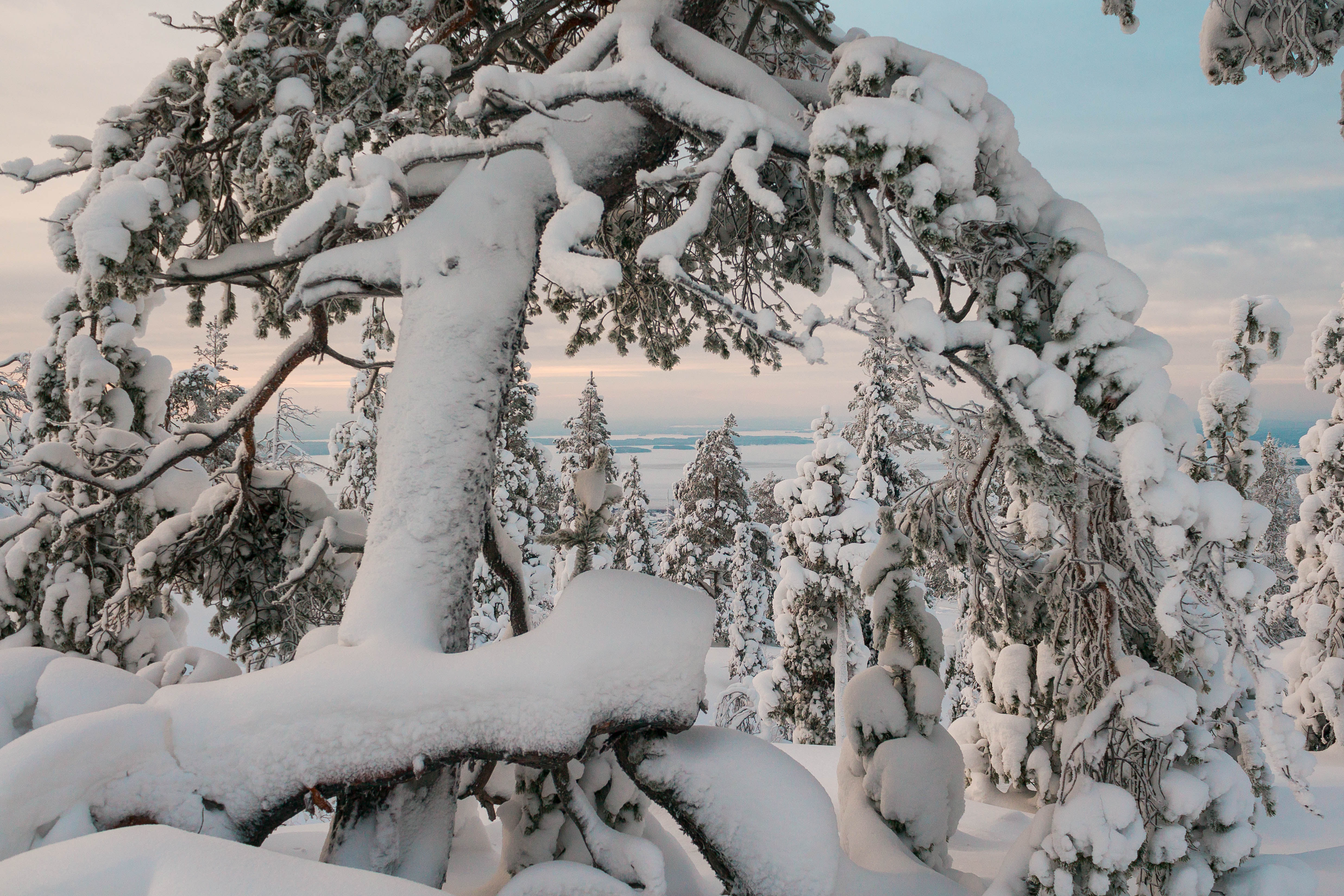 Winter Snow Covered Trees Landscape 4K HD Wallpaper