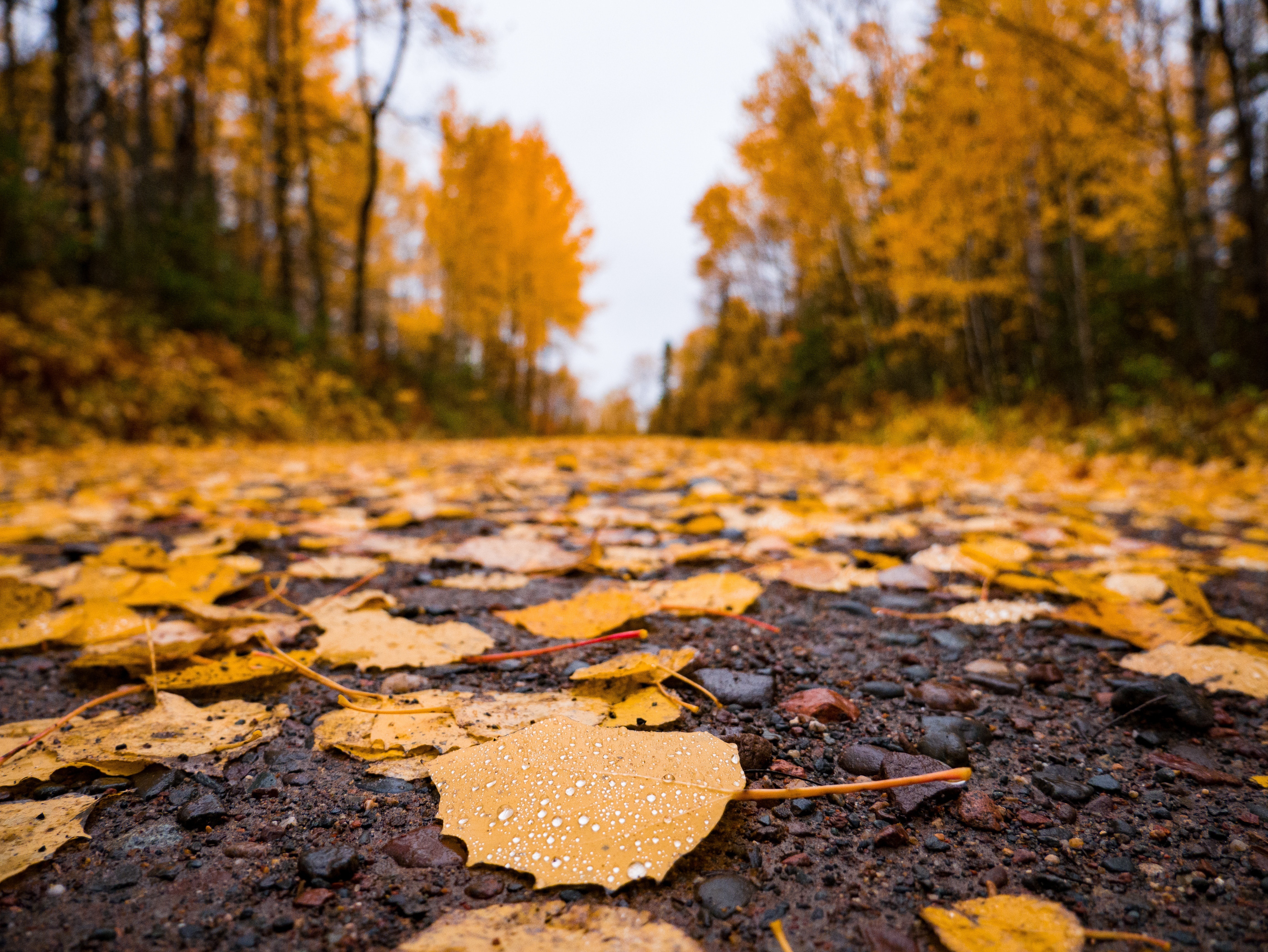 Fall 4K Nature Leaf HD Wallpaper